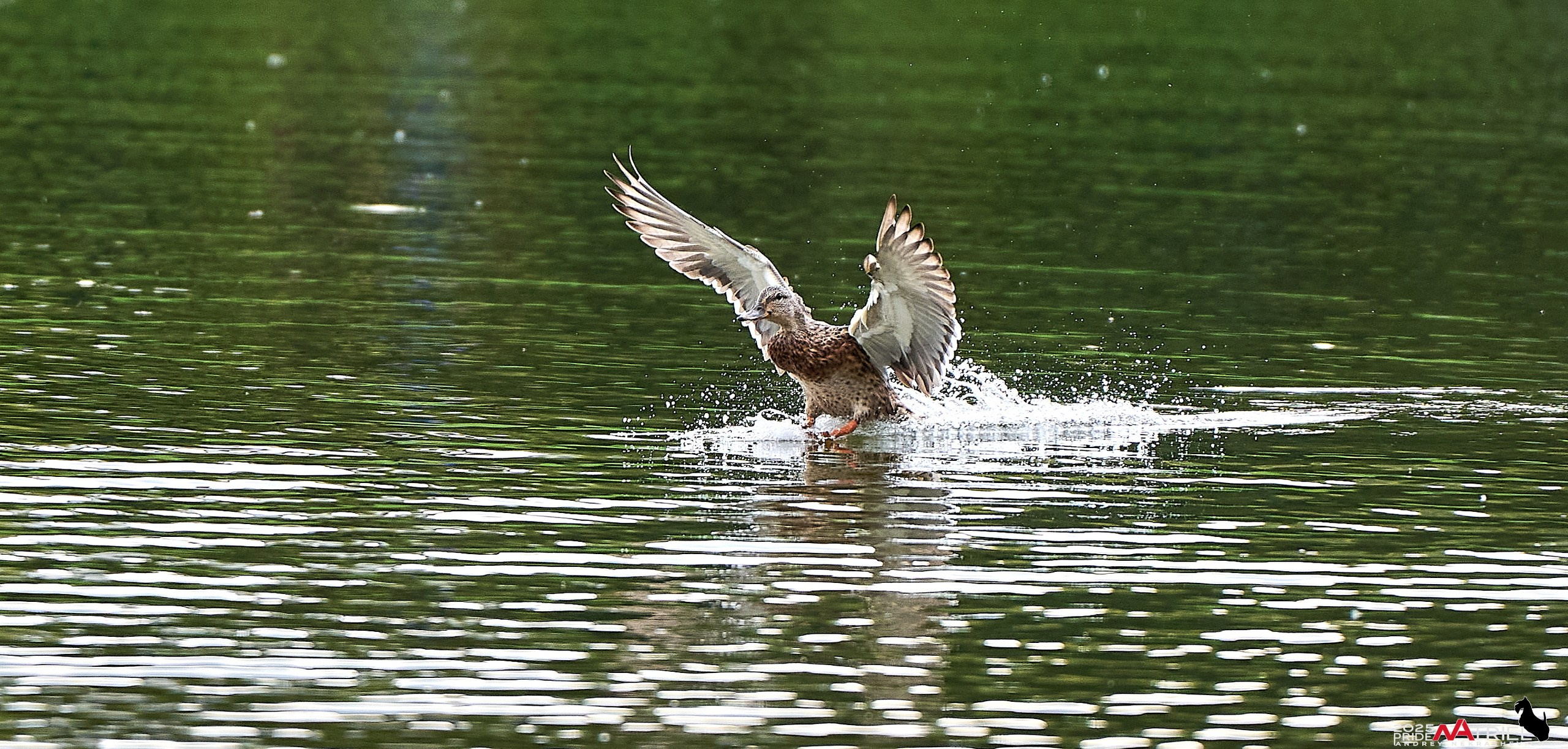 Утки на пруду