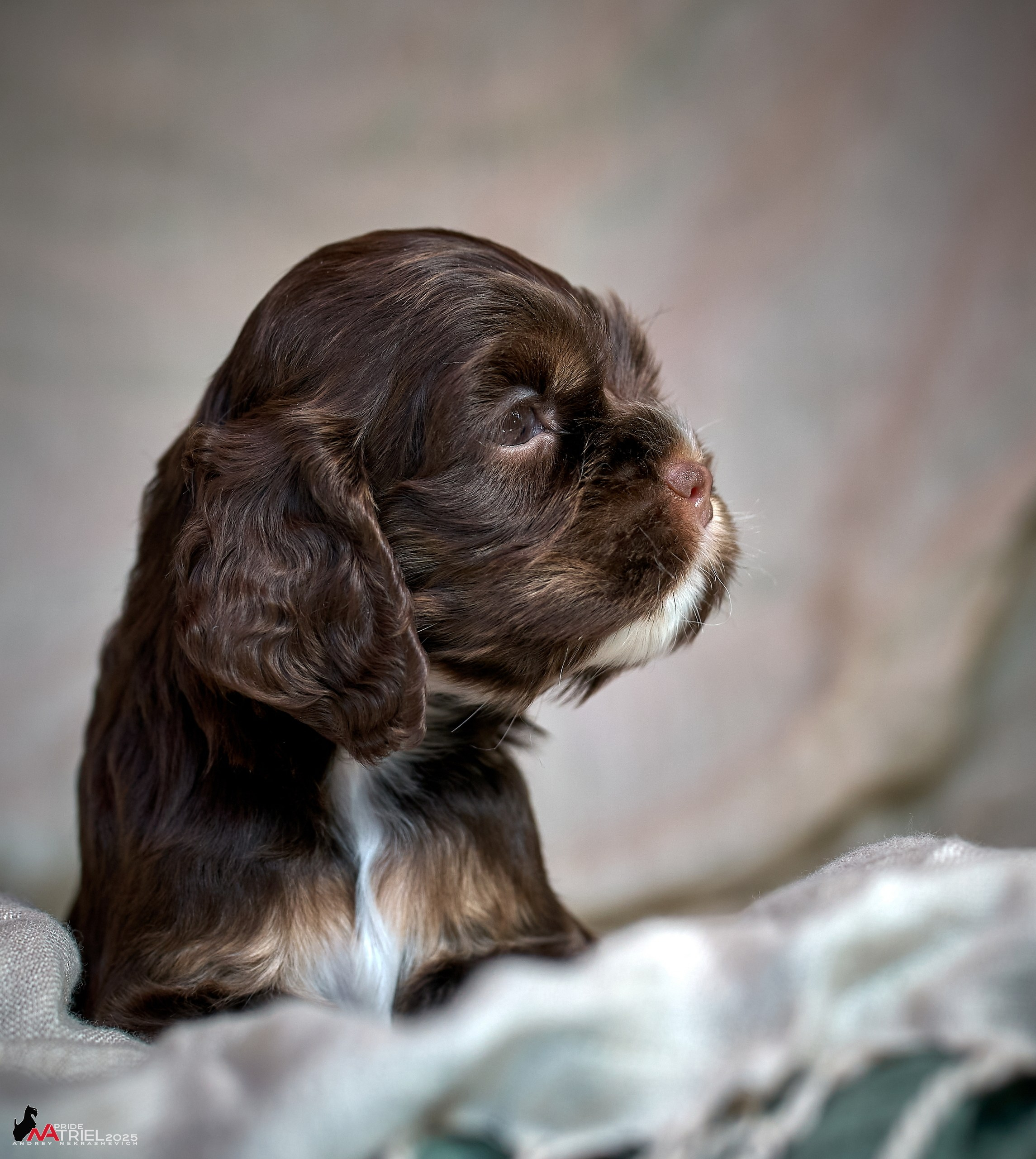 Щенки АмКокеров