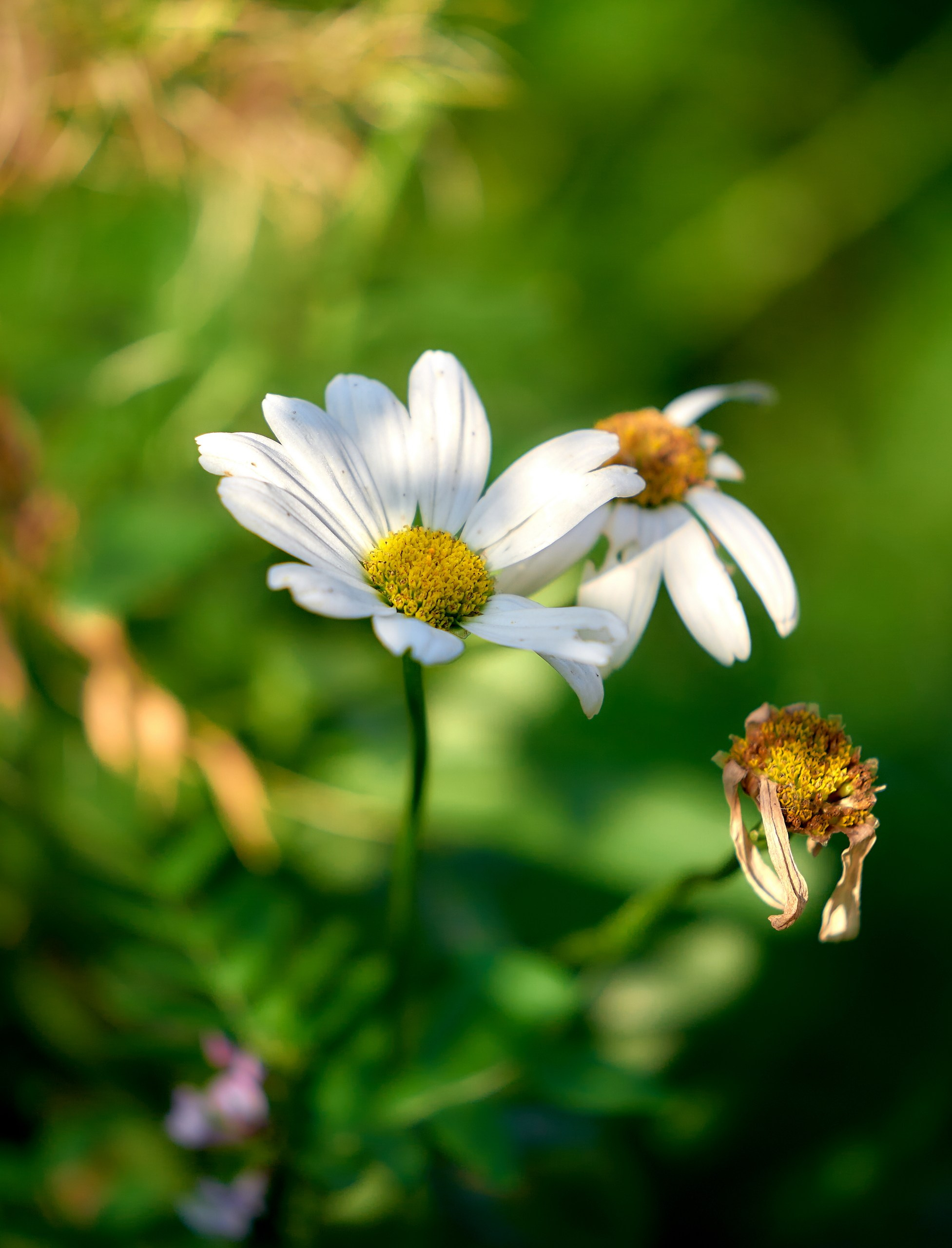 Лютики-цветочки — галерея NATRIEL