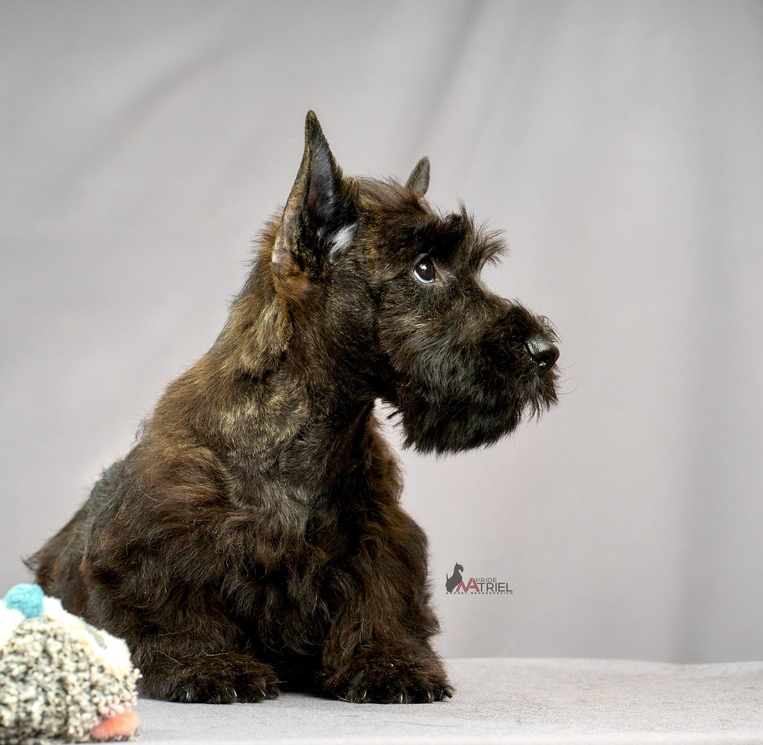 Съемка щенков скотч-терьеров