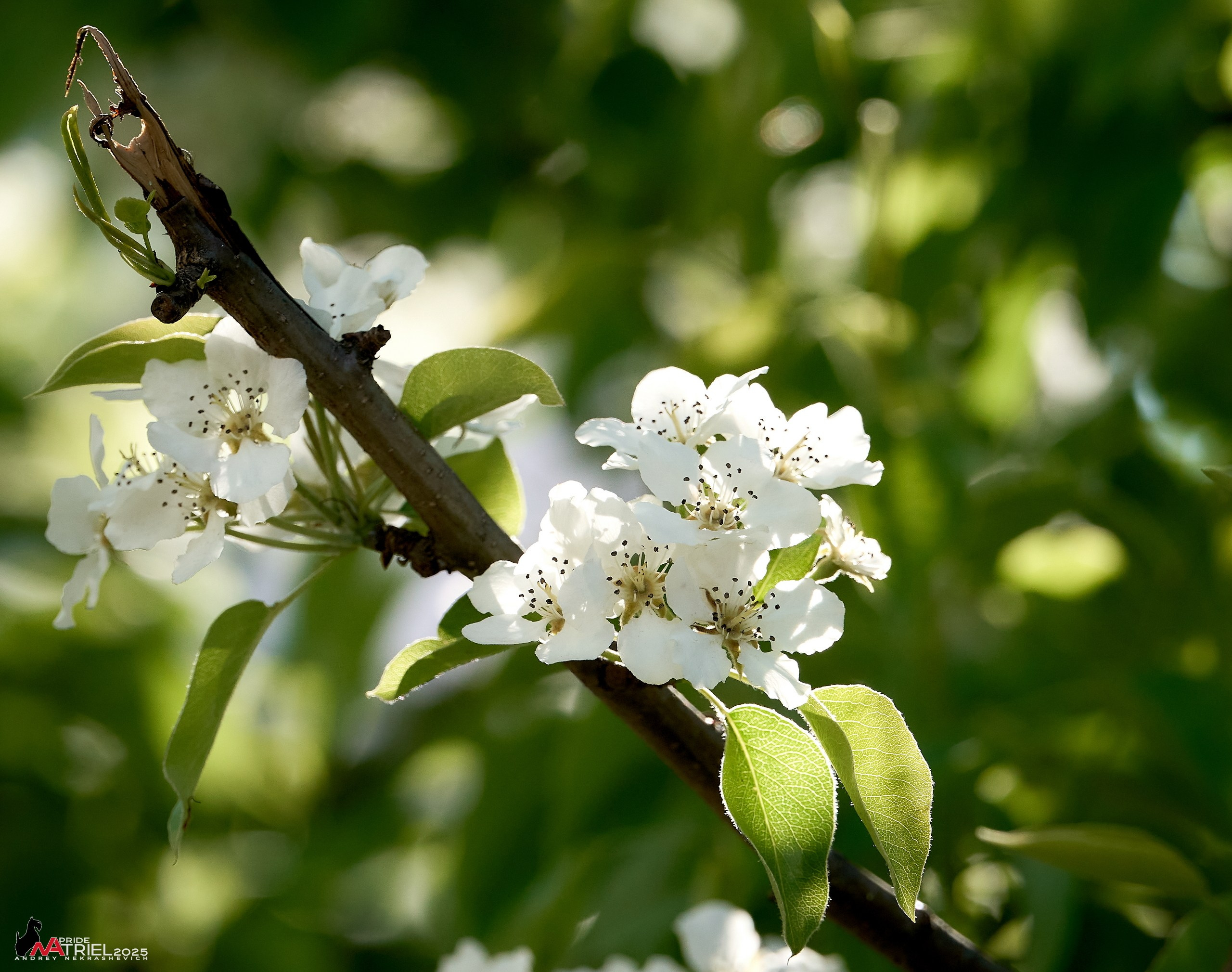Съемка в майском лесу