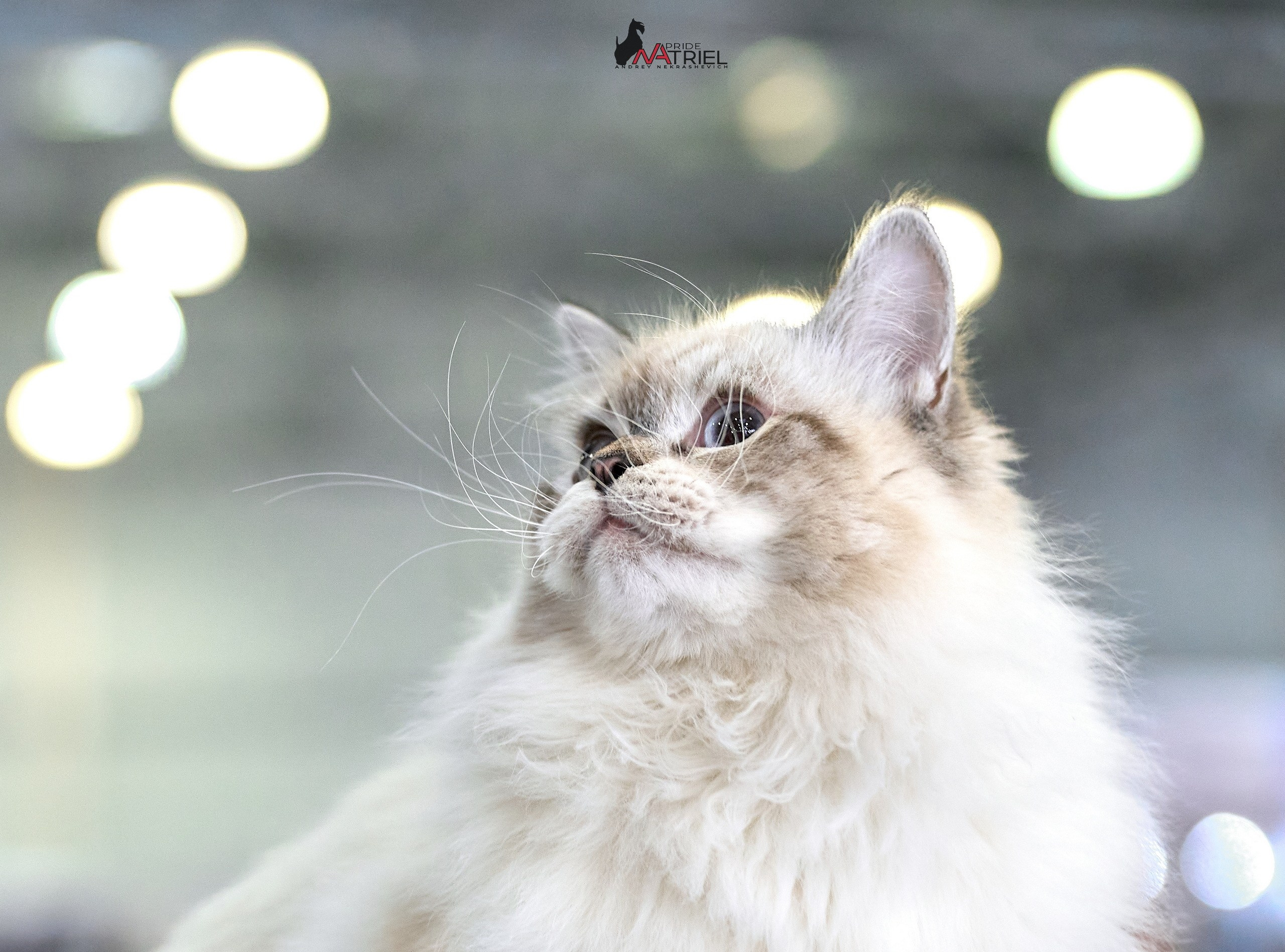 Кошки на выставках — галерея NATRIEL