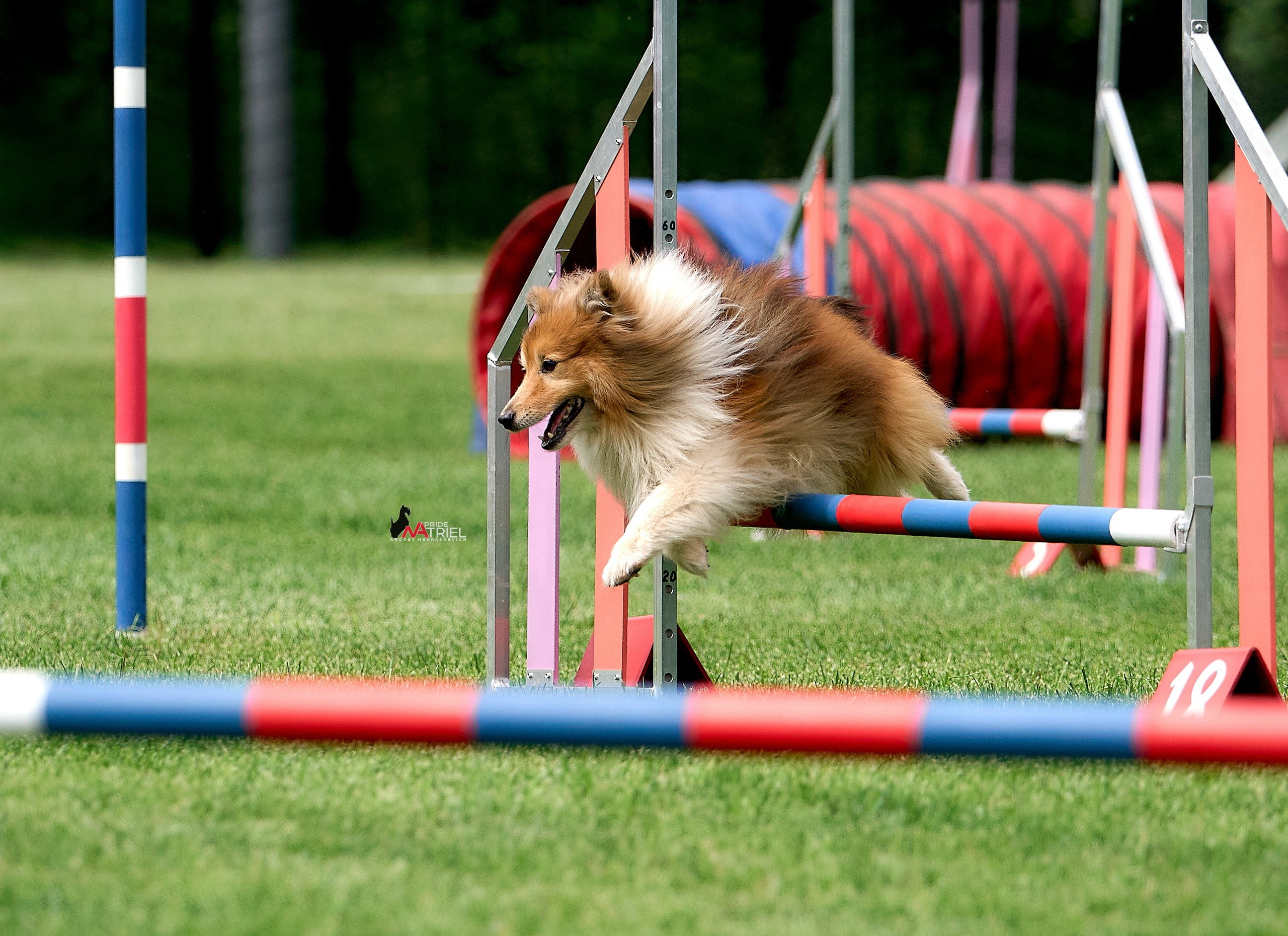 Аджилити — галерея NATRIEL