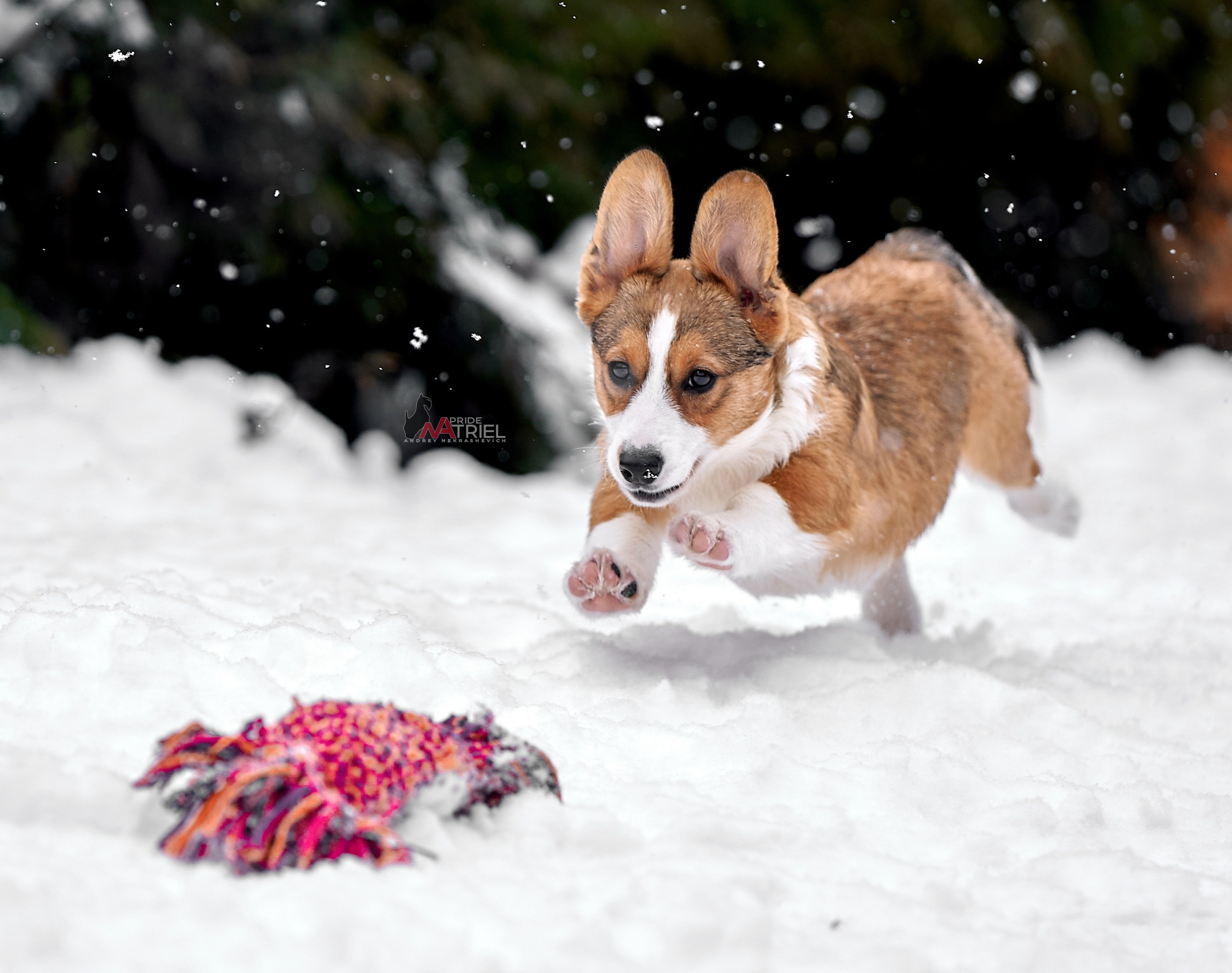 Щенки на прогулке — галерея NATRIEL