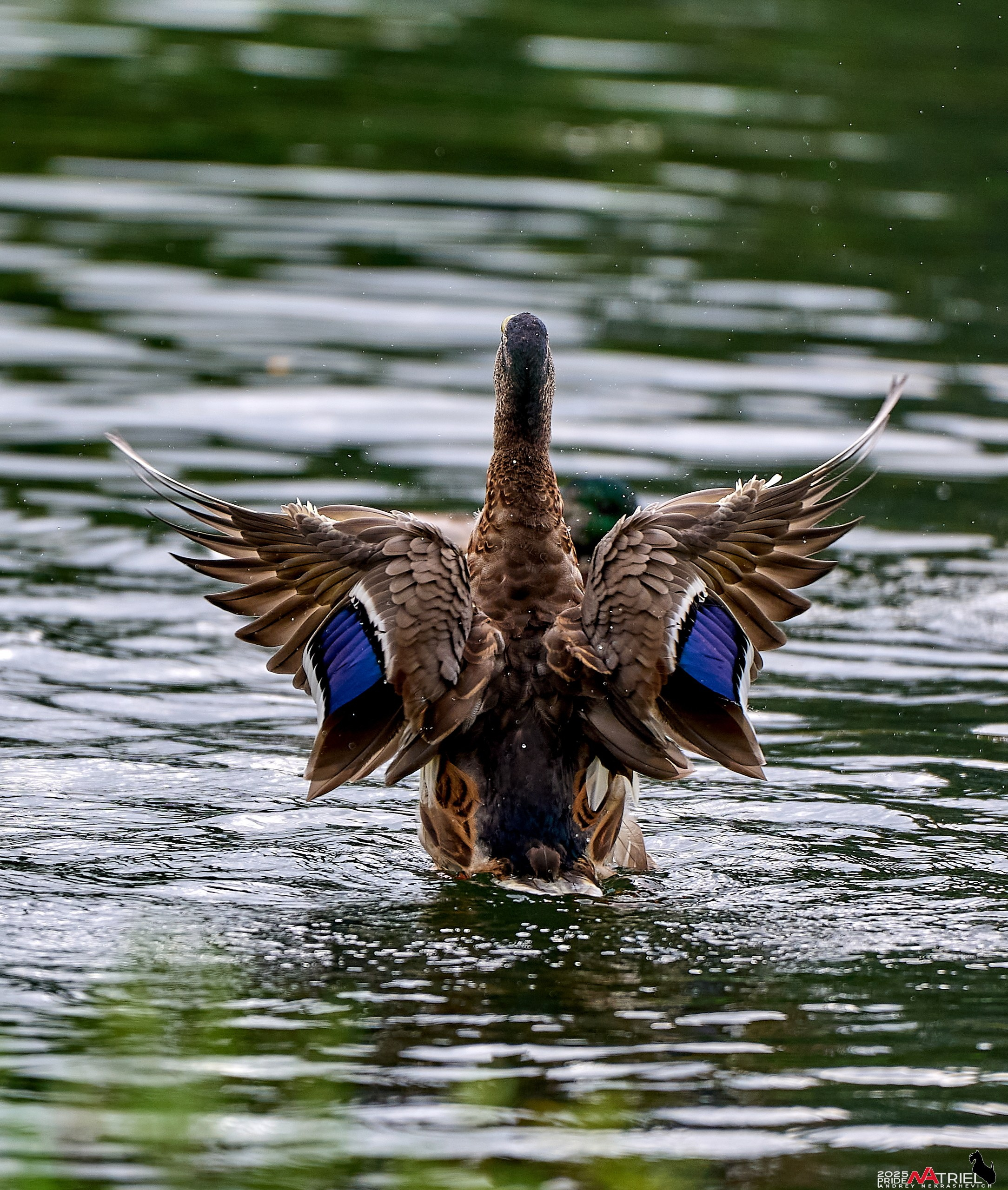 Утки на пруду