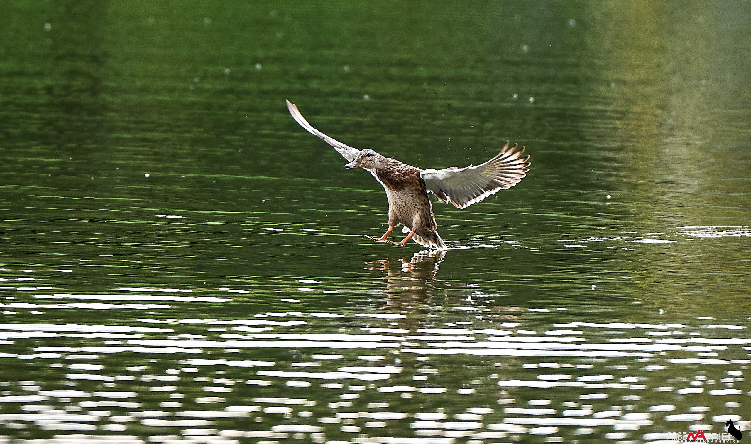 Утки на пруду