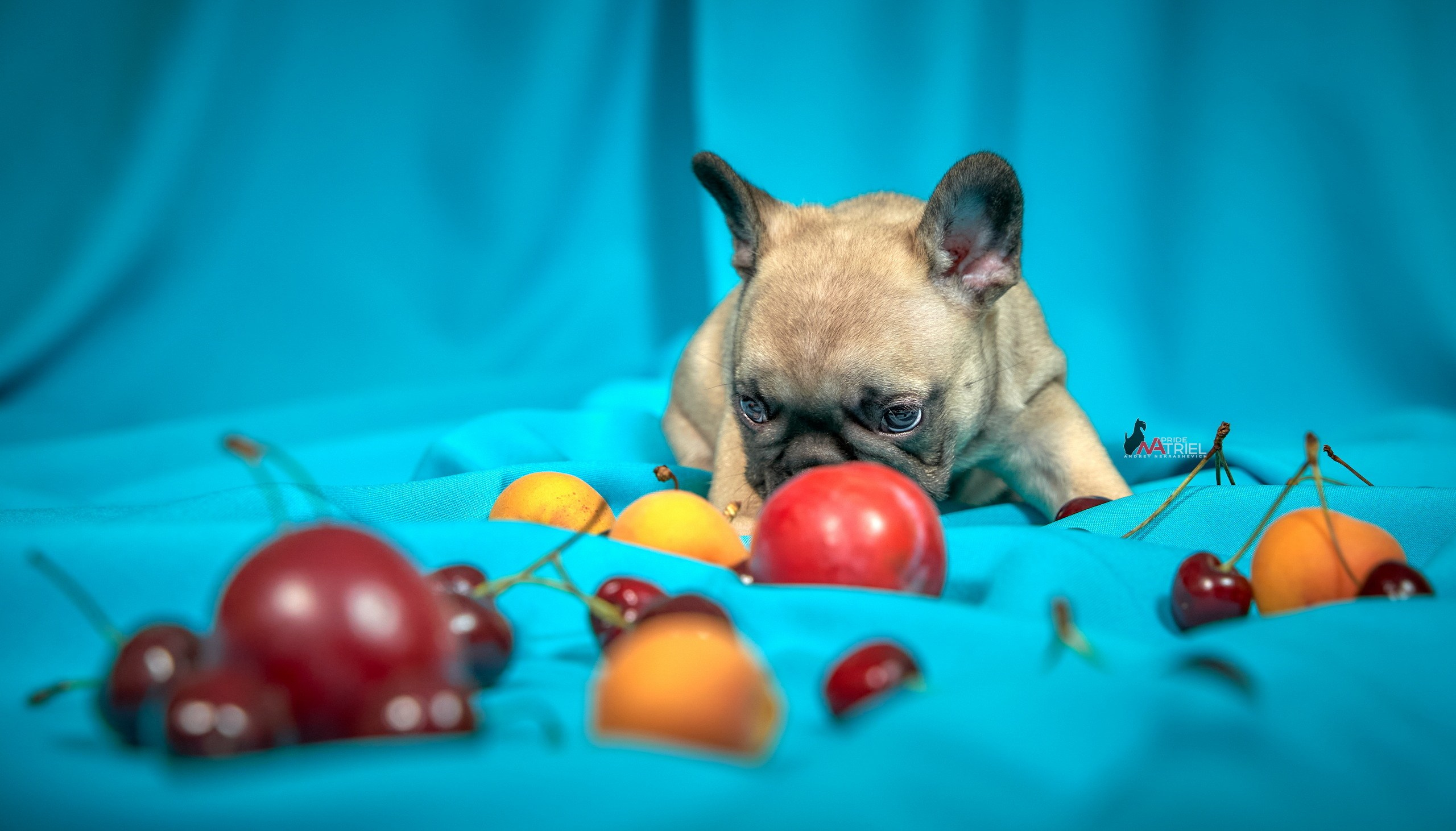 Щенки дома — галерея NATRIEL