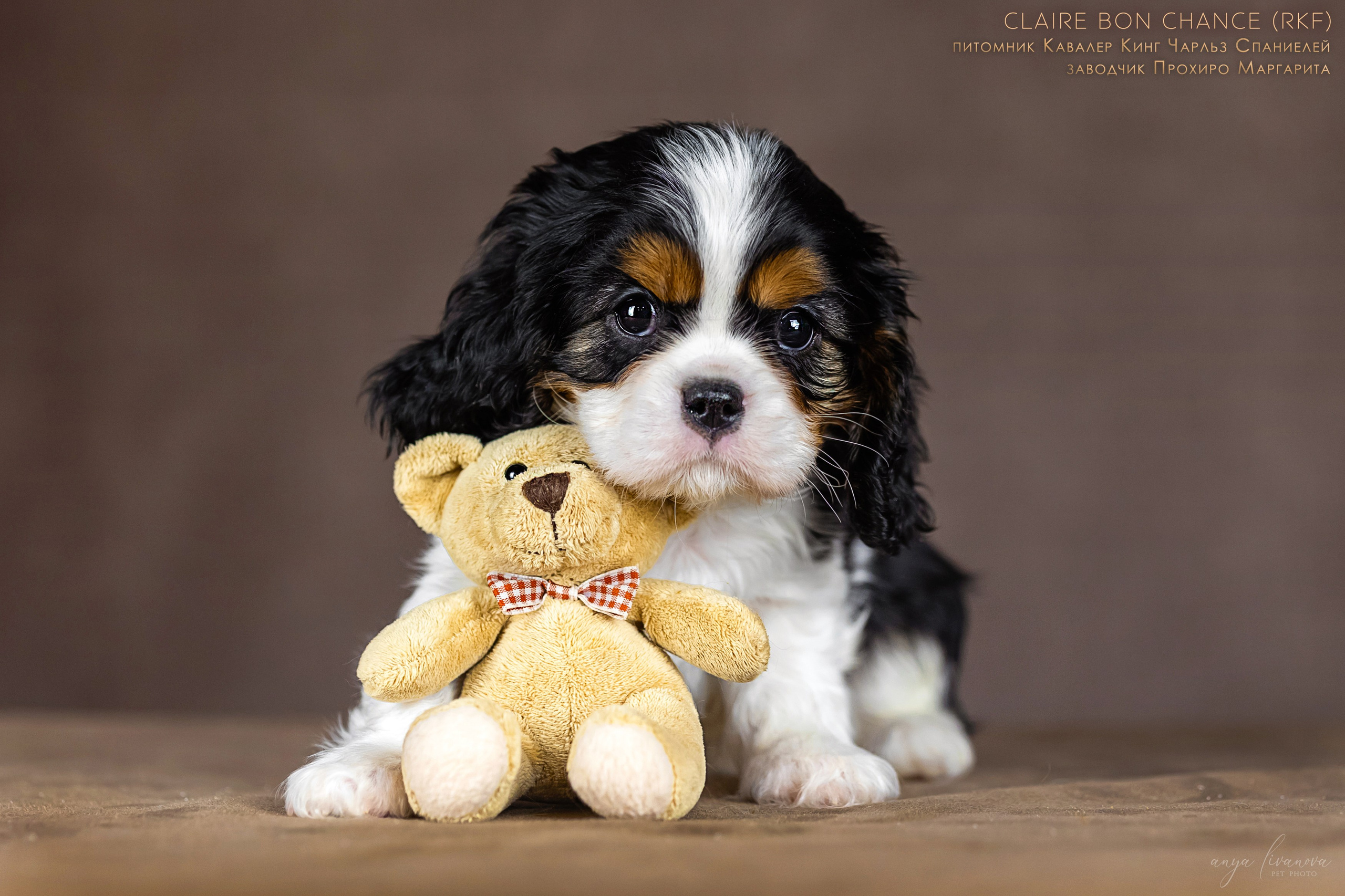 Кавалерчики. Фотограф анималист Аня Ливанова | Рыбинск