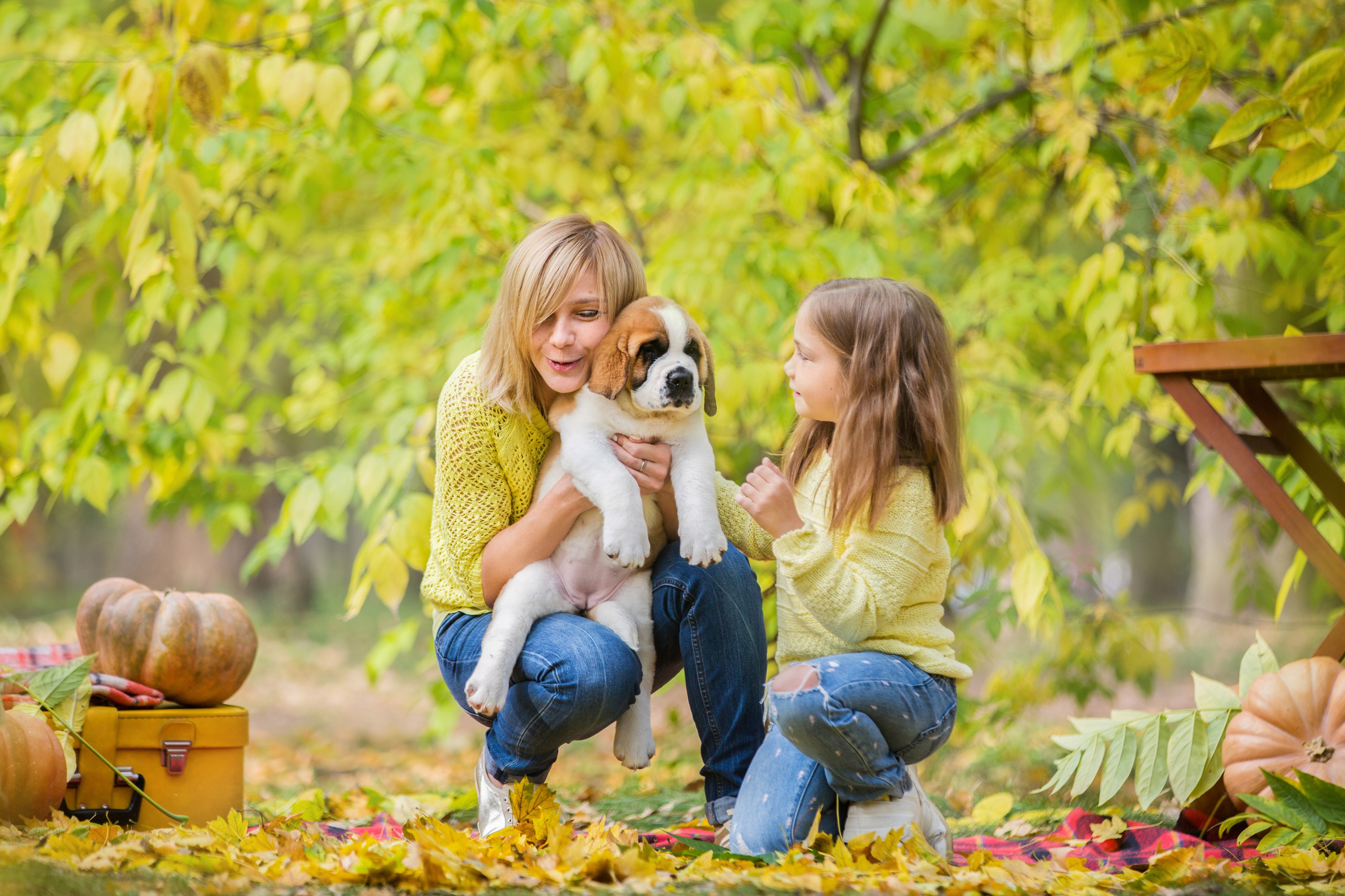 Щенки Сенбернары. Октябрь. Свадебный семейный и детский фотограф в Краснодаре Карина Федоровская