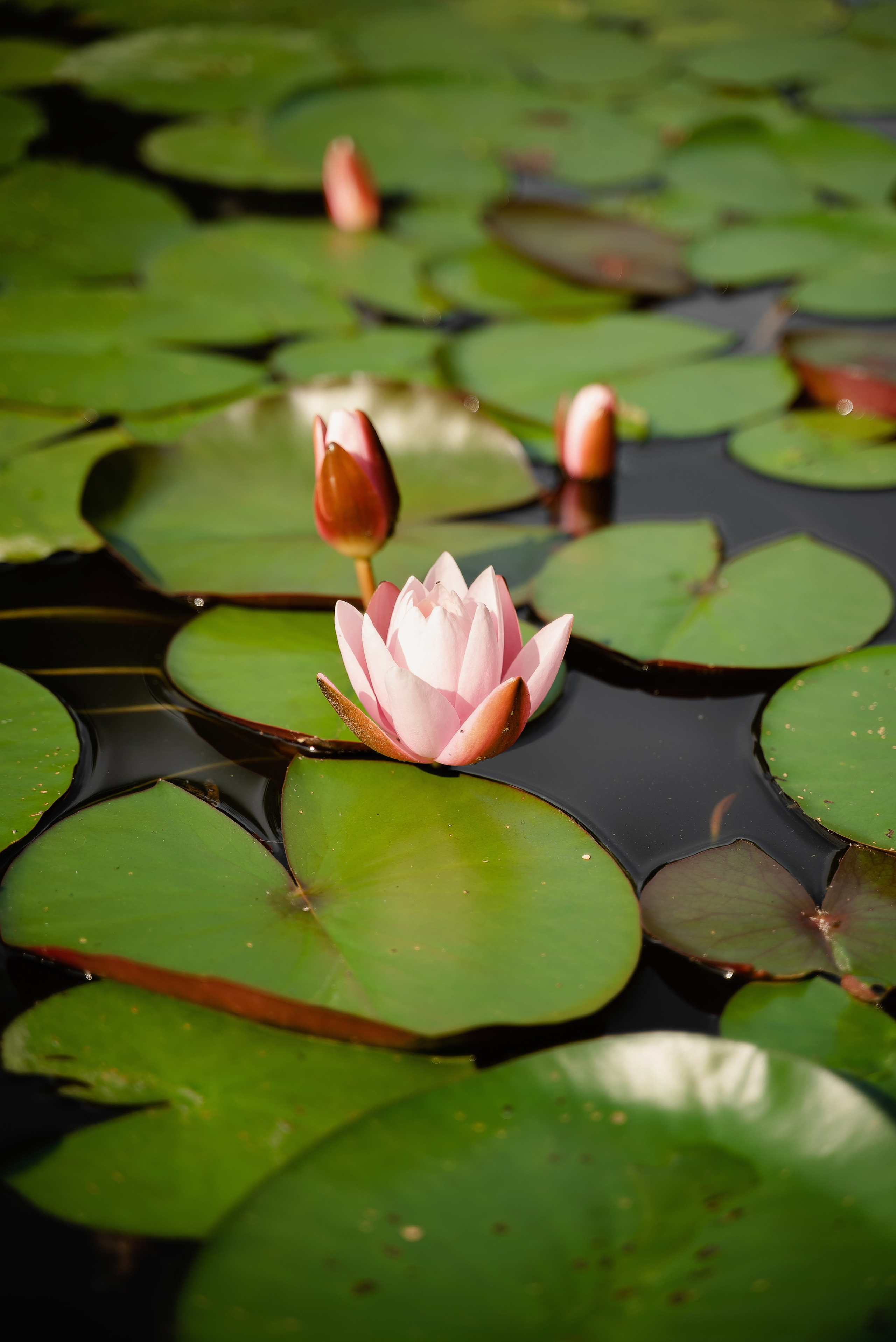 DZEN FOREST. Репортажный и свадебный фотограф в Минске Шамко Анатолий