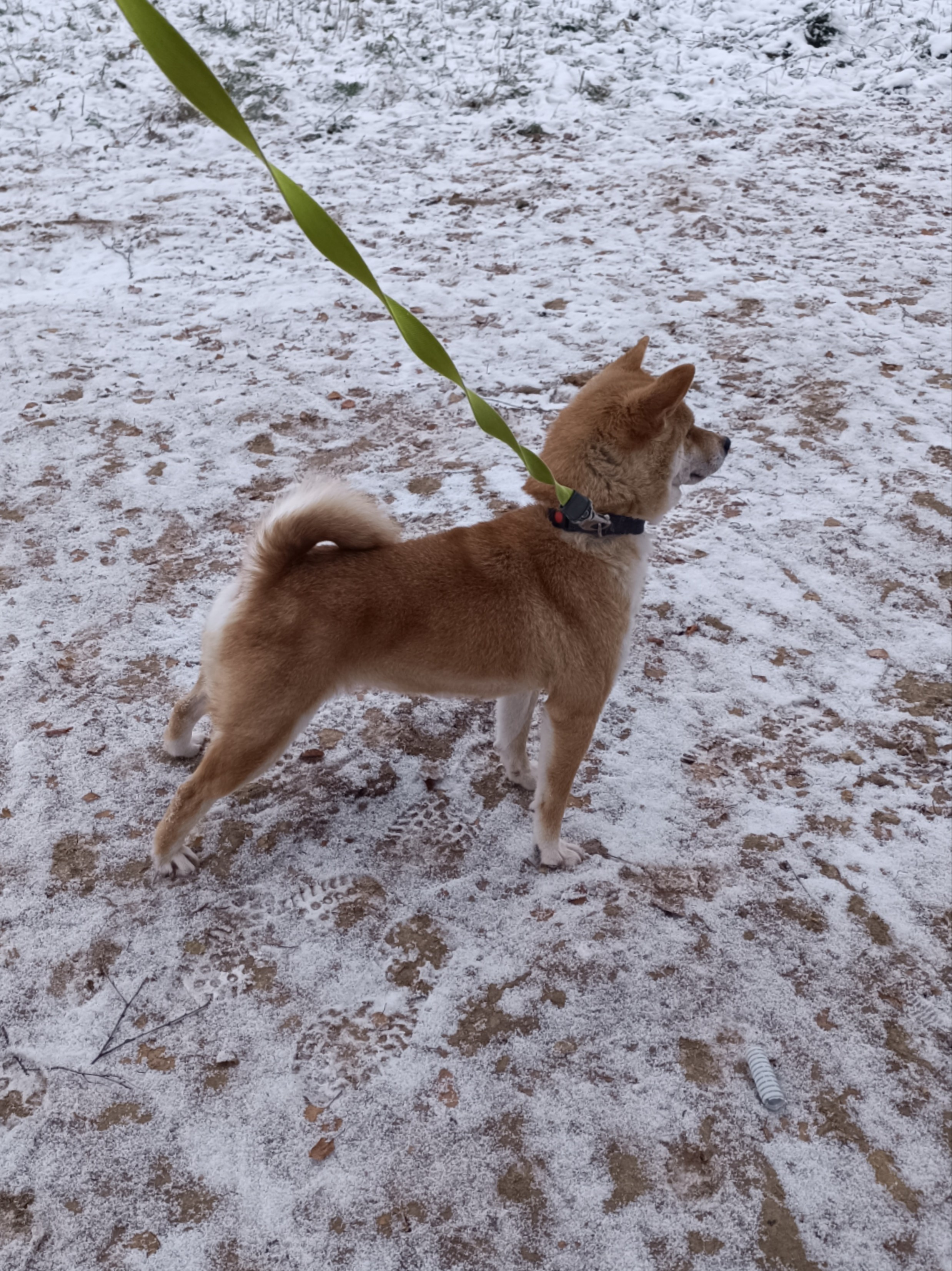 Питомник Рубилайт Сиба Эми* Exceligmos Zaffiro Verde 