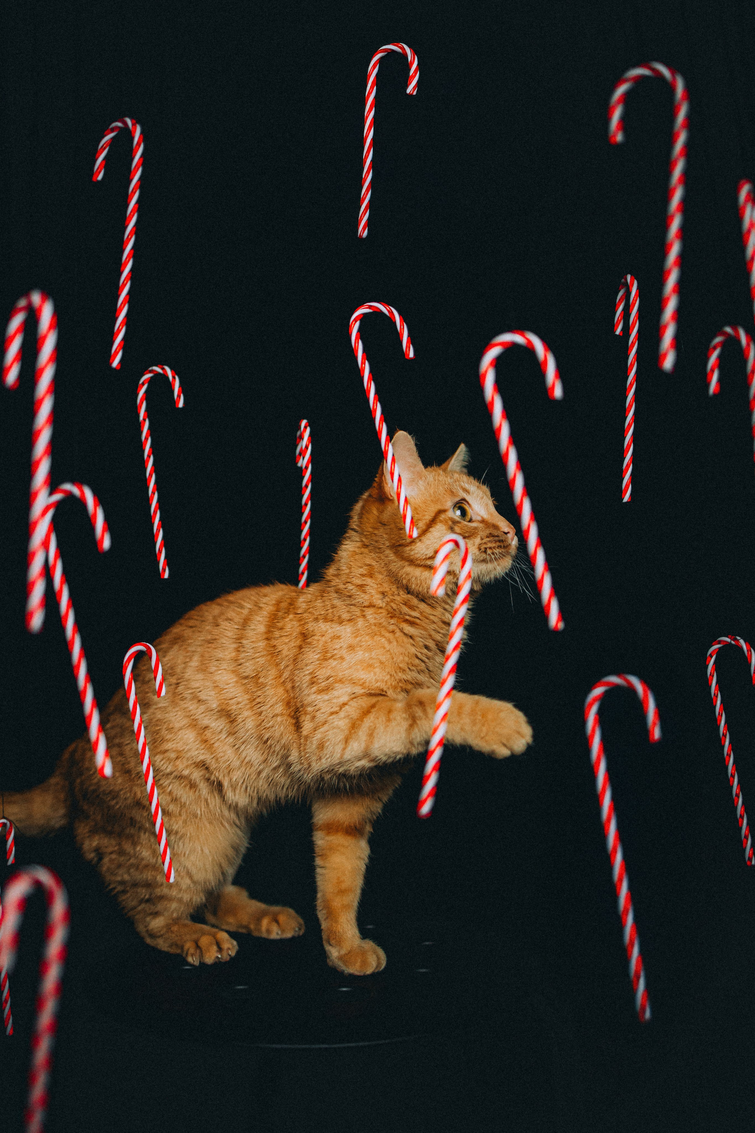 Джек, Бет и Кову