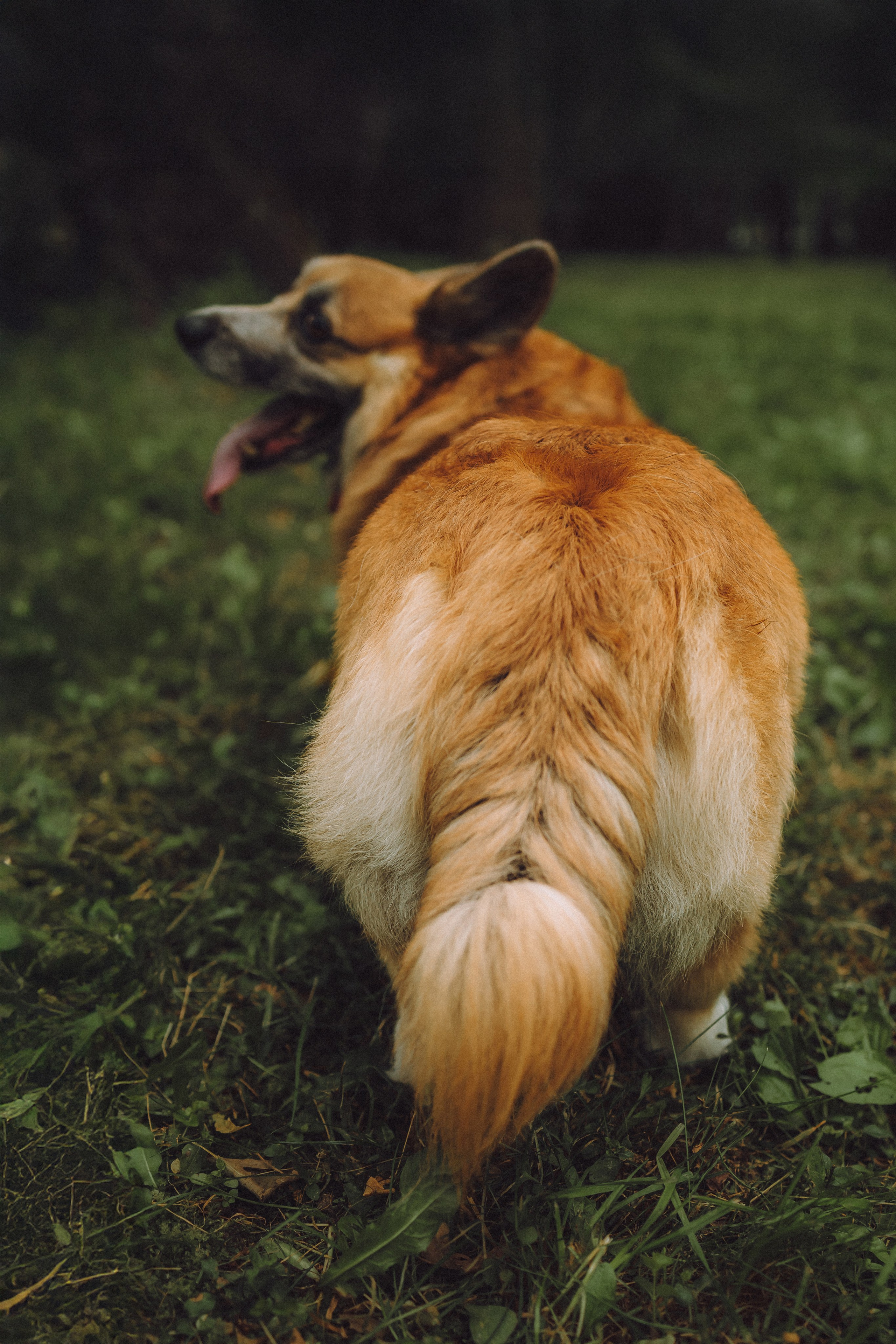 Ира, Леша и Харли