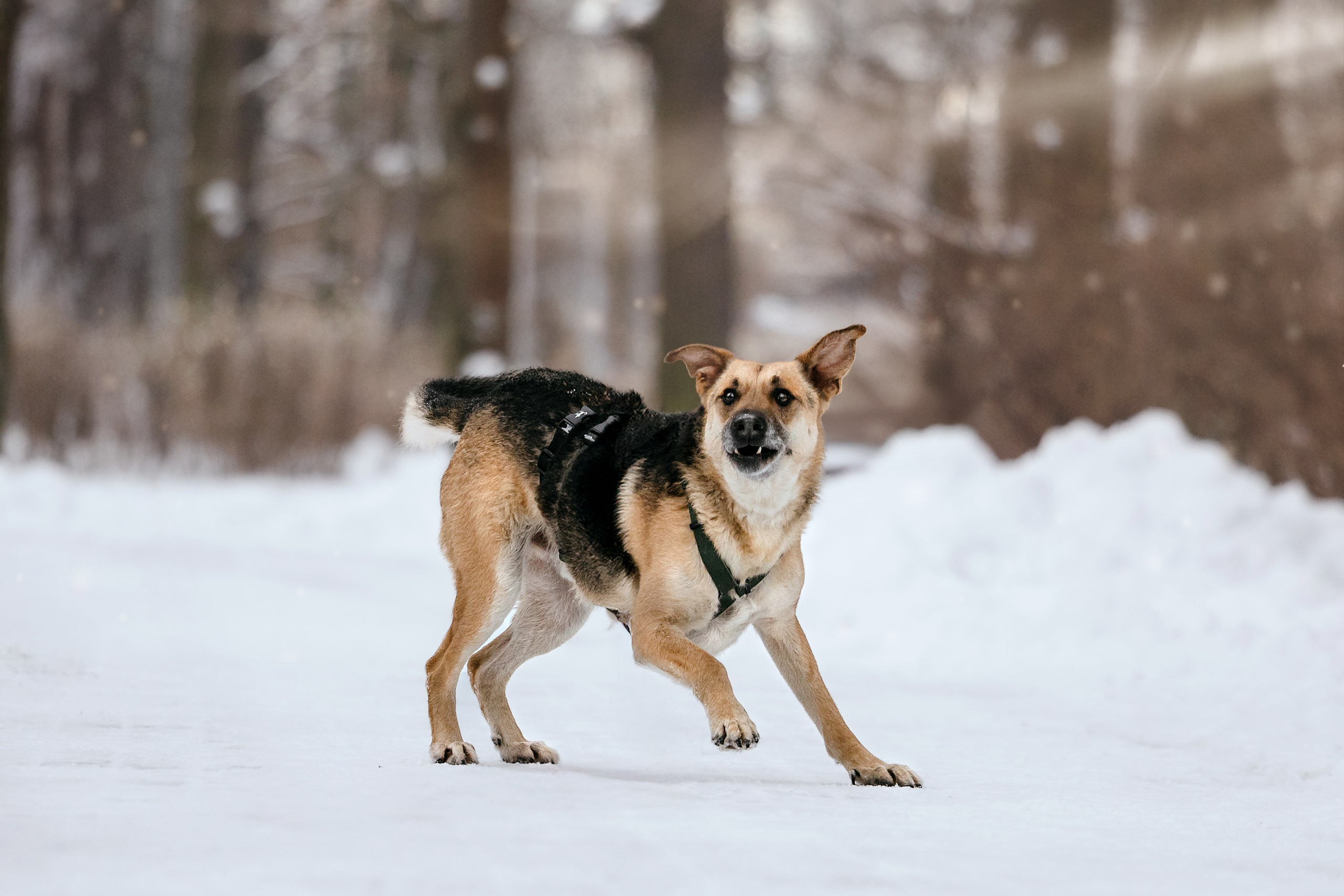 Собаки из приюта Дубовая роща зима. Фотограф-анималист Татьяна Степанова