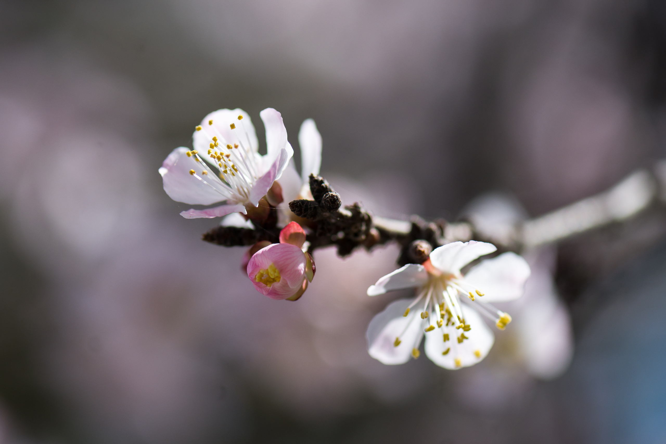 Узбекистан в марте. Люди. Юлия Розанова, коммерческий фоторепортаж в Москве