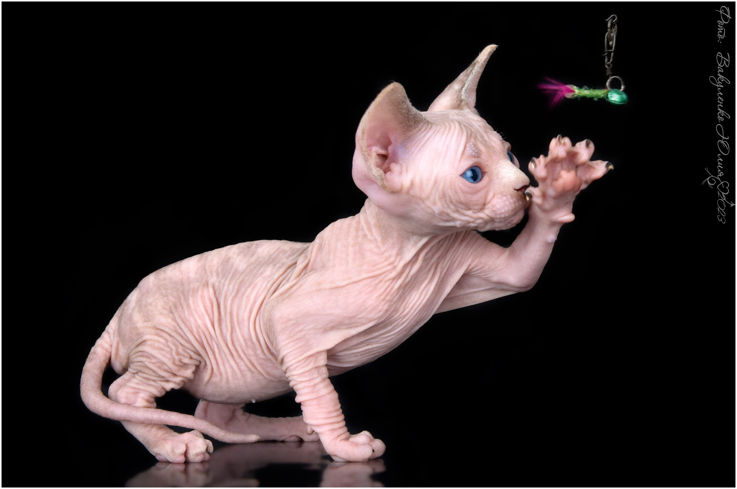 Котята. Фотограф анималист | семейный Юлия Вакуленко, г. Краснодар