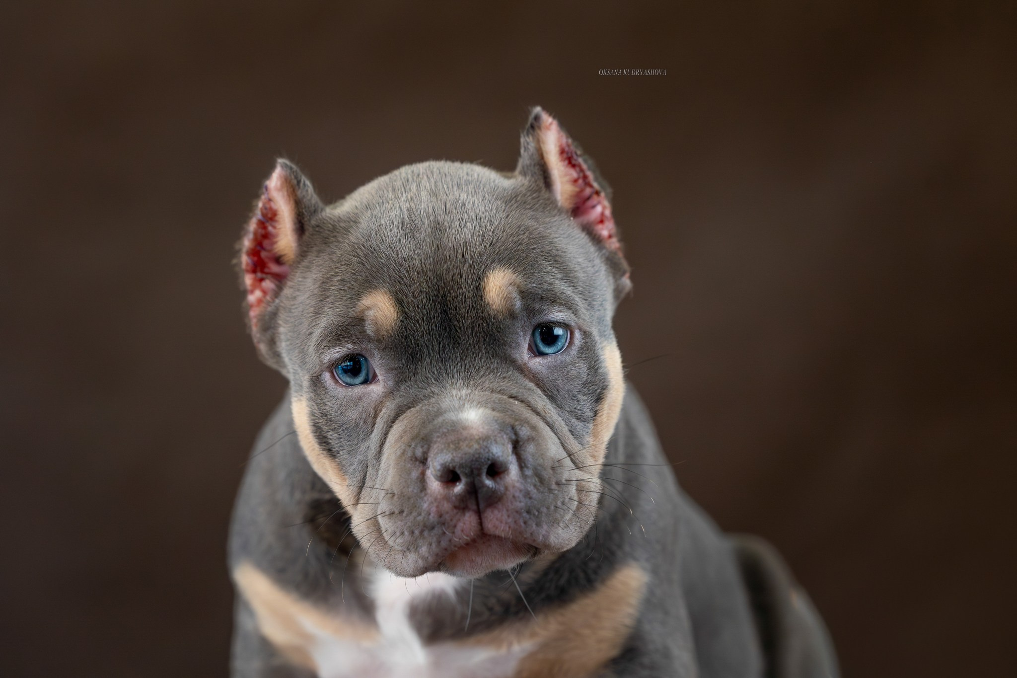 Американский булли!. Фотограф 📸 анималист, предметный, репортажный