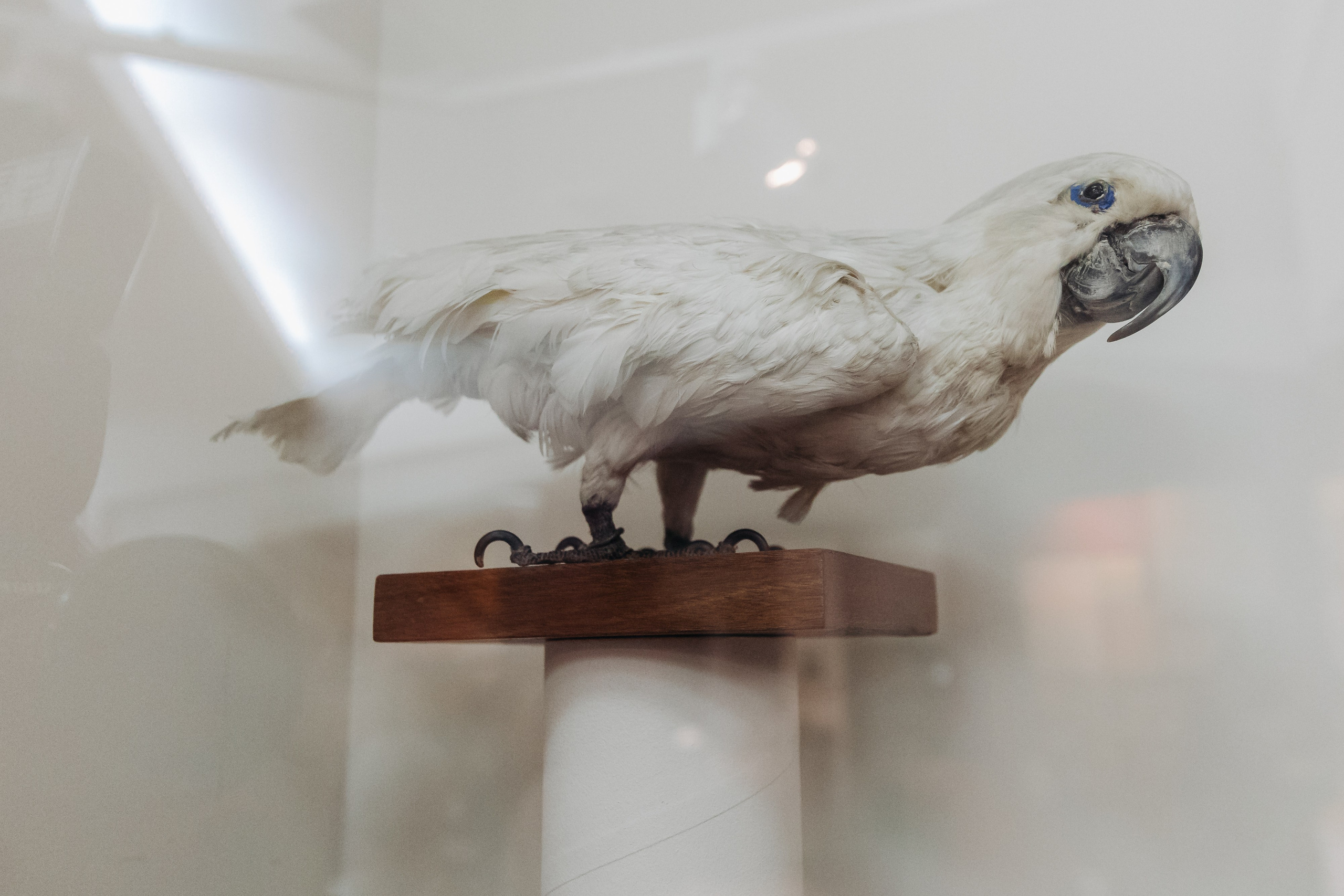 Всероссийская Олимпиада Мой первый учитель. Галерея ПрофАС