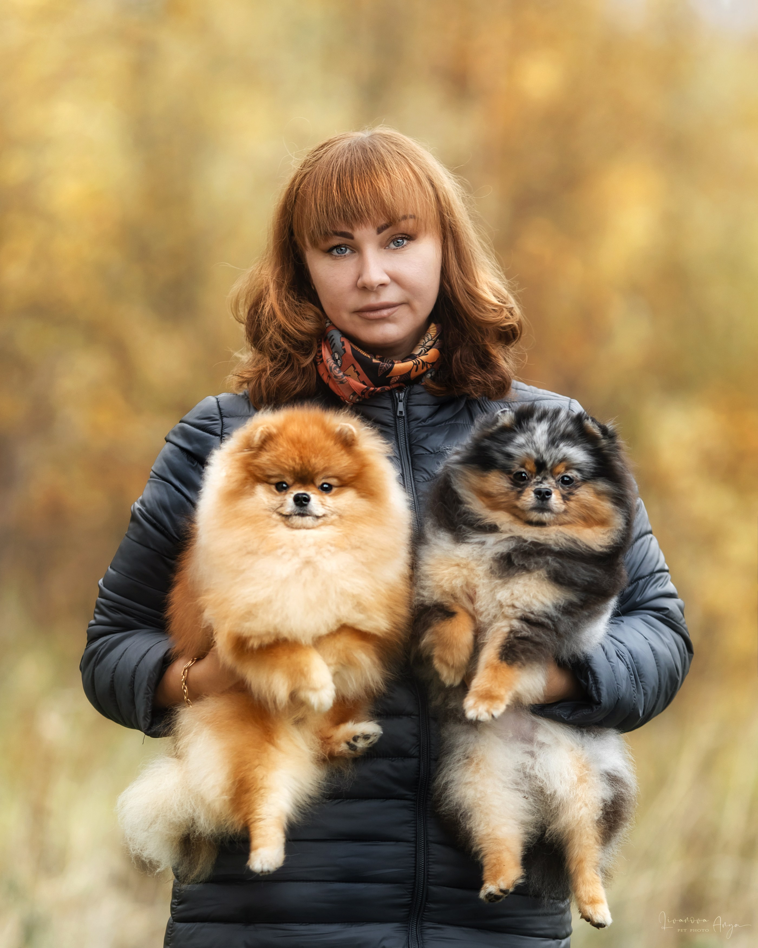 Шпицы и чихуахуа. Фотограф анималист Аня Ливанова | Рыбинск