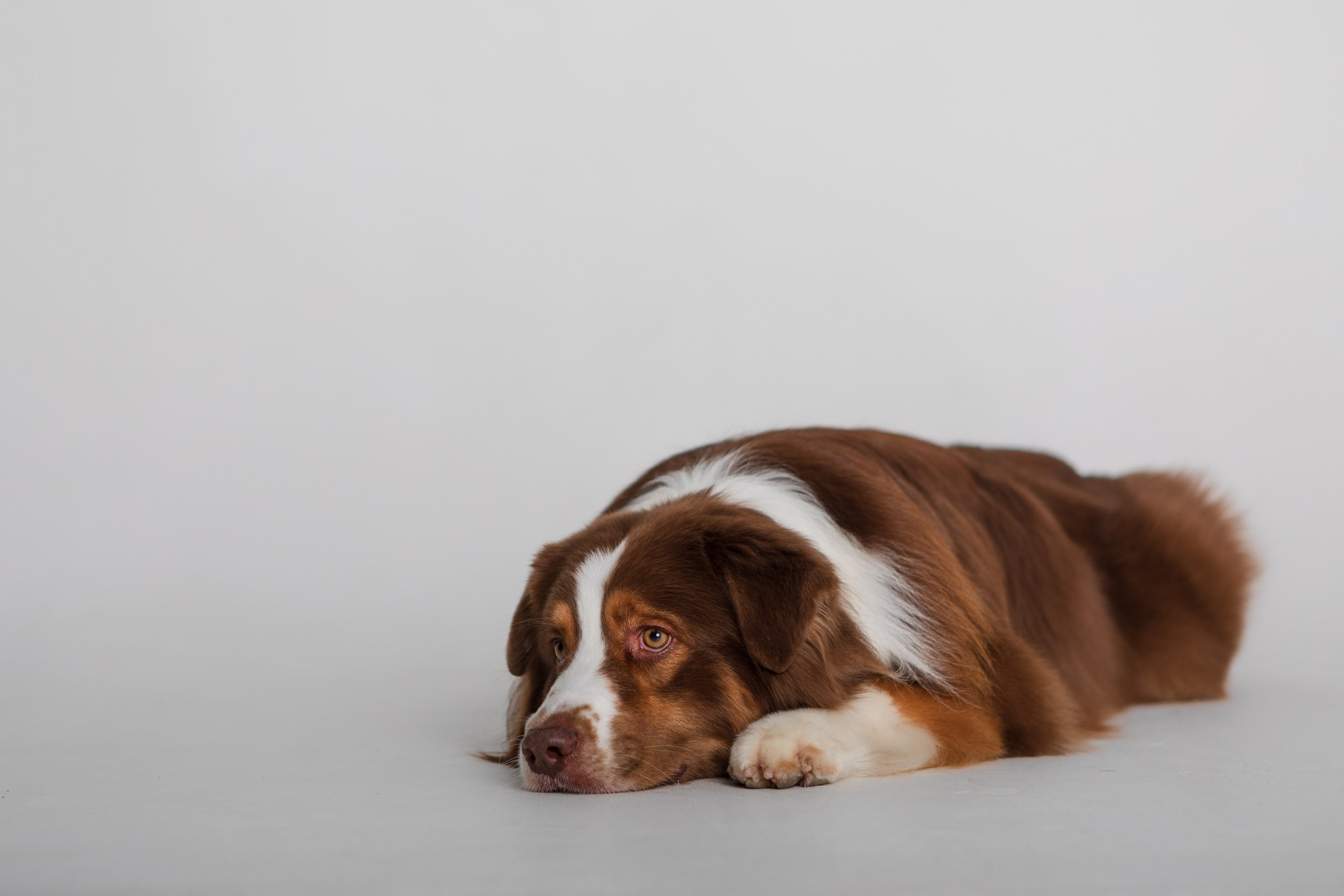 Аусси Браавос. Студия. Фотограф анималист Кузнецова Анна Нижний Новгород