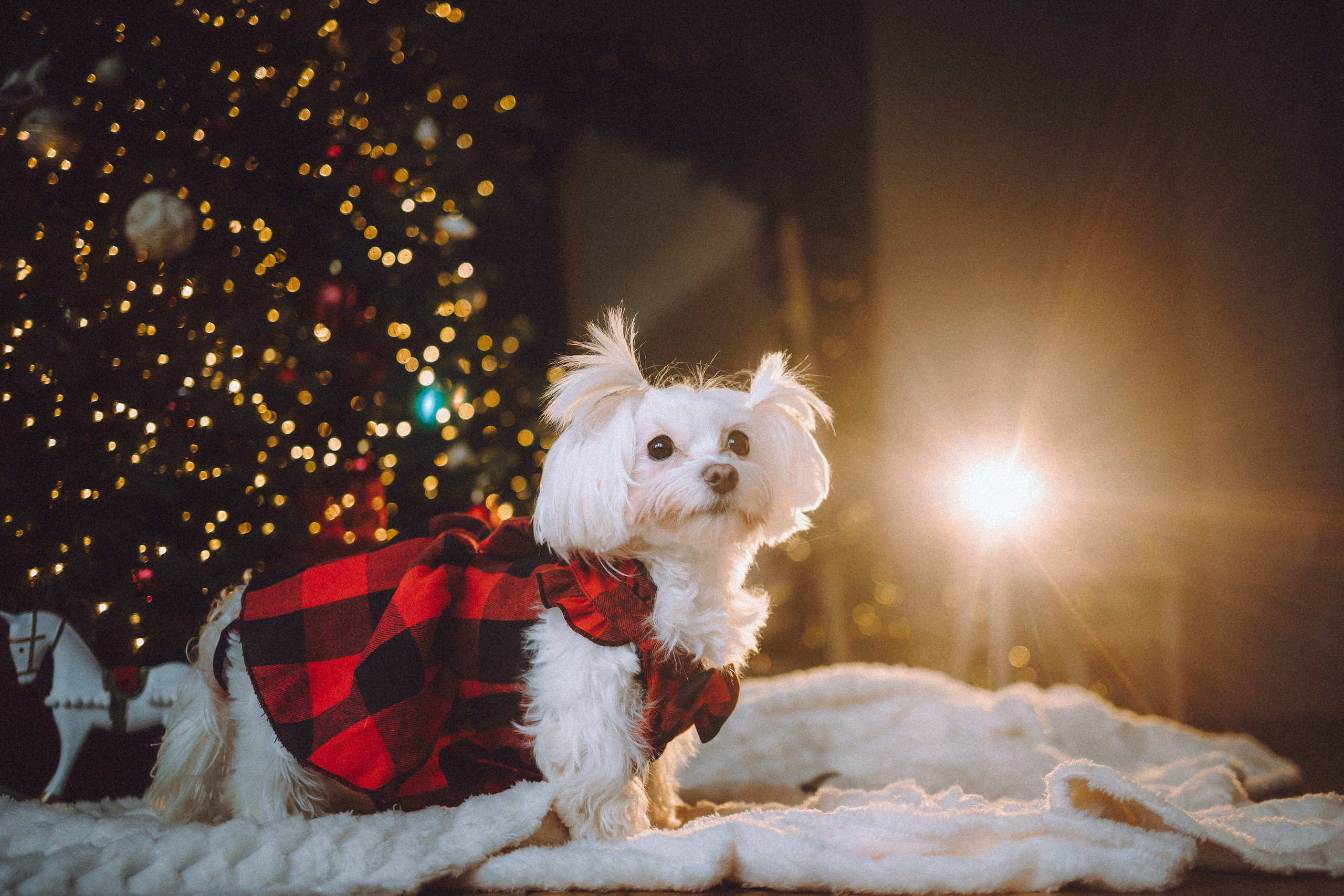 Констанция и Молли