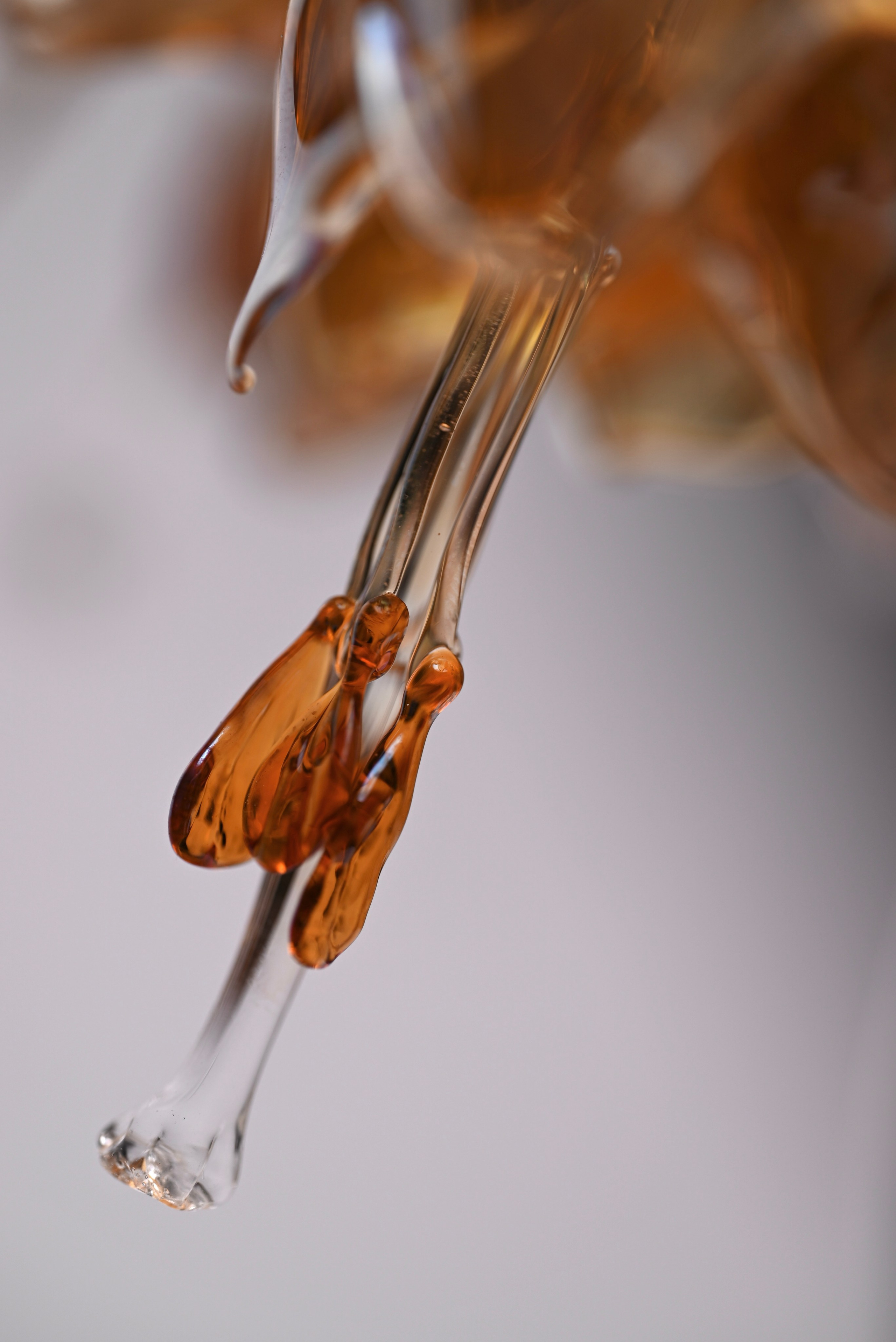 Рябчик императорский. Home