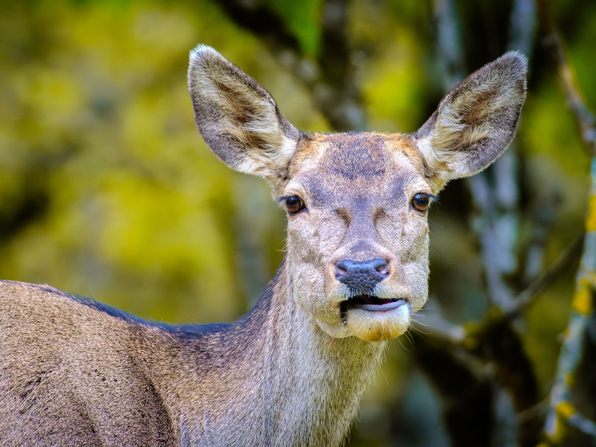 «Золотая осень в Крыму 2025»