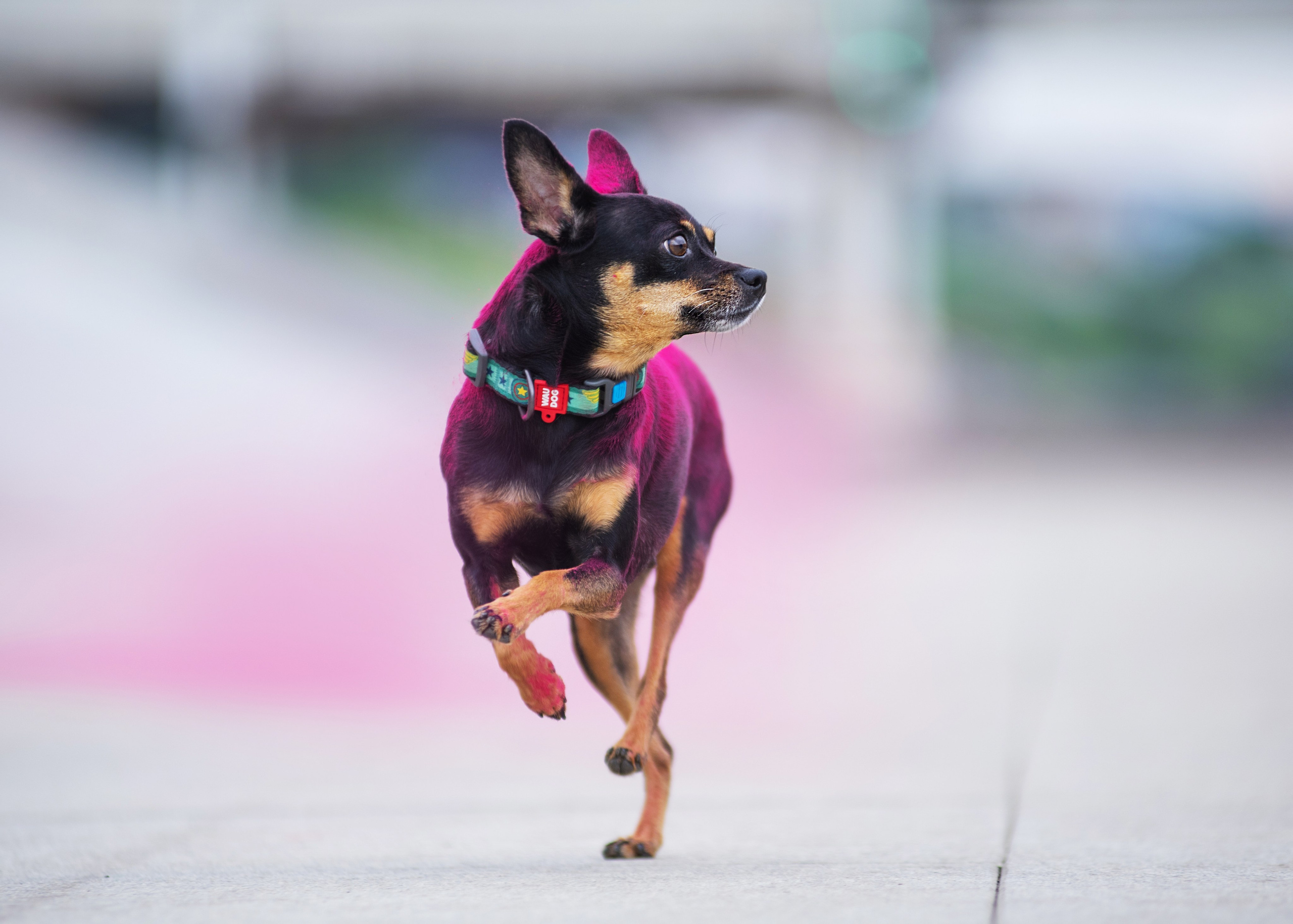 Мотя и краски холли. Дог-фотограф в Тюмени Александра Королева