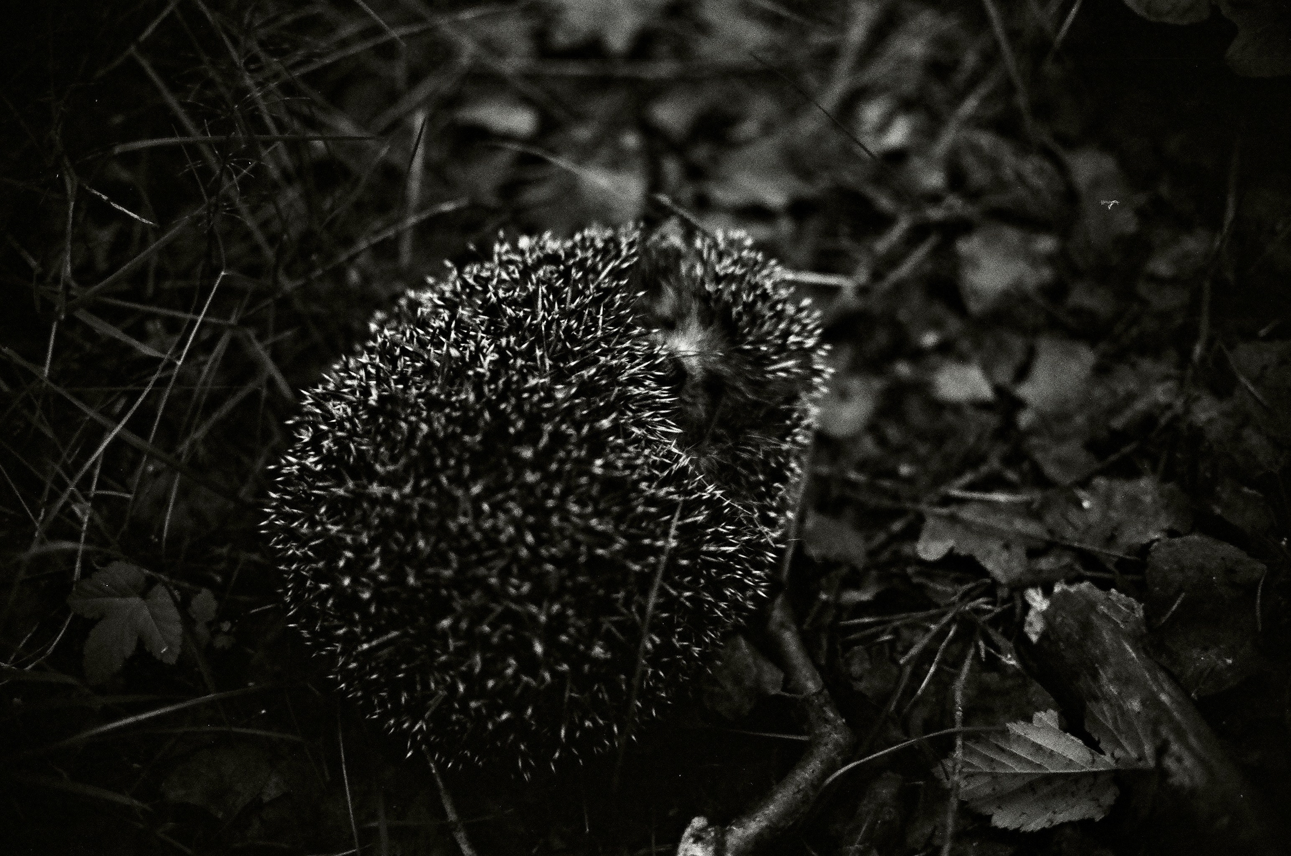 Film. Ruslan UI Dev Page