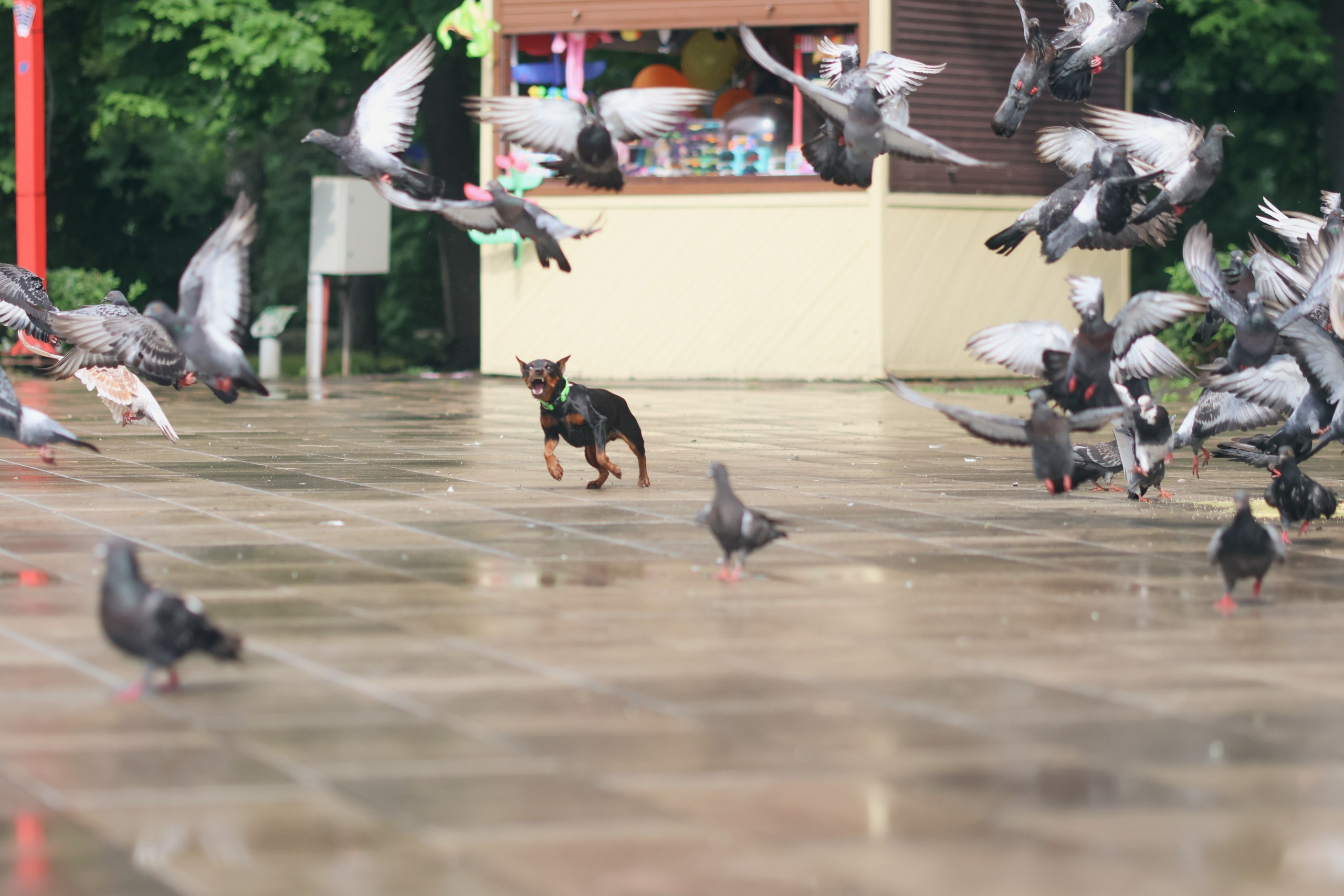 Четыре Лапы. Свадебный и репортажный фотограф Дмитрий Кононенко