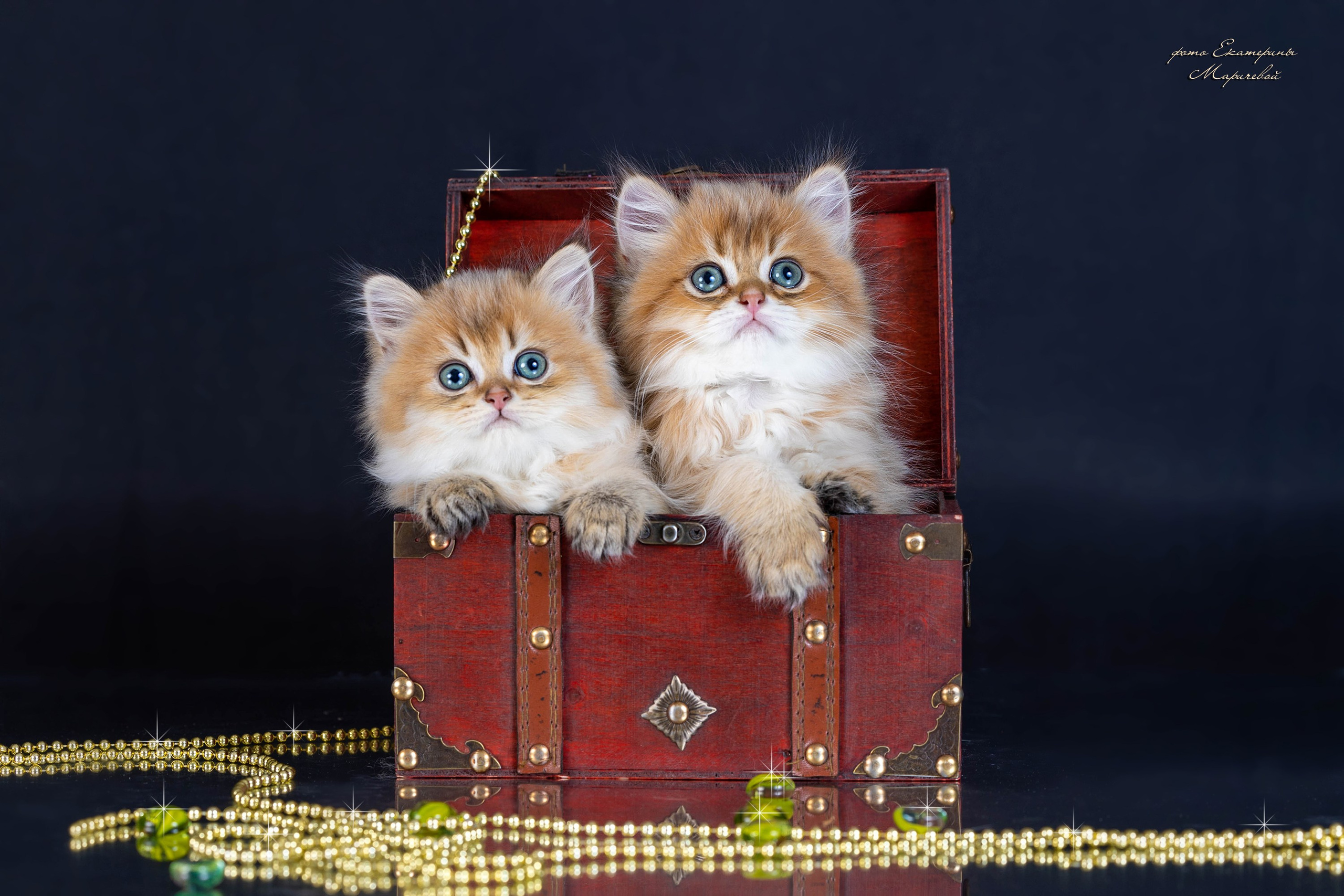 Галерея котят. Фотограф-анималист в Омске Екатерина Маричева