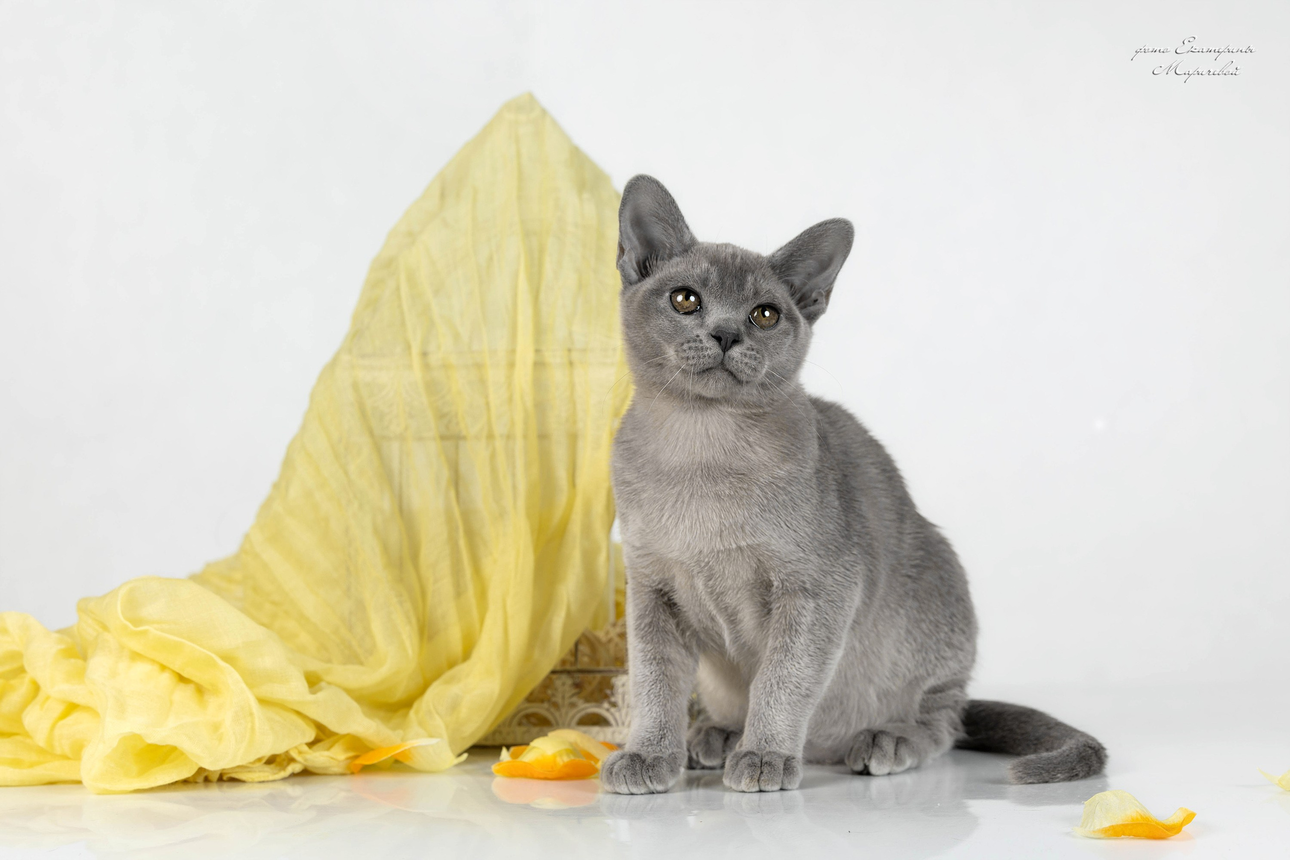 Стендовая съёмка на выставках кошек. Фотограф-анималист в Омске Екатерина Маричева