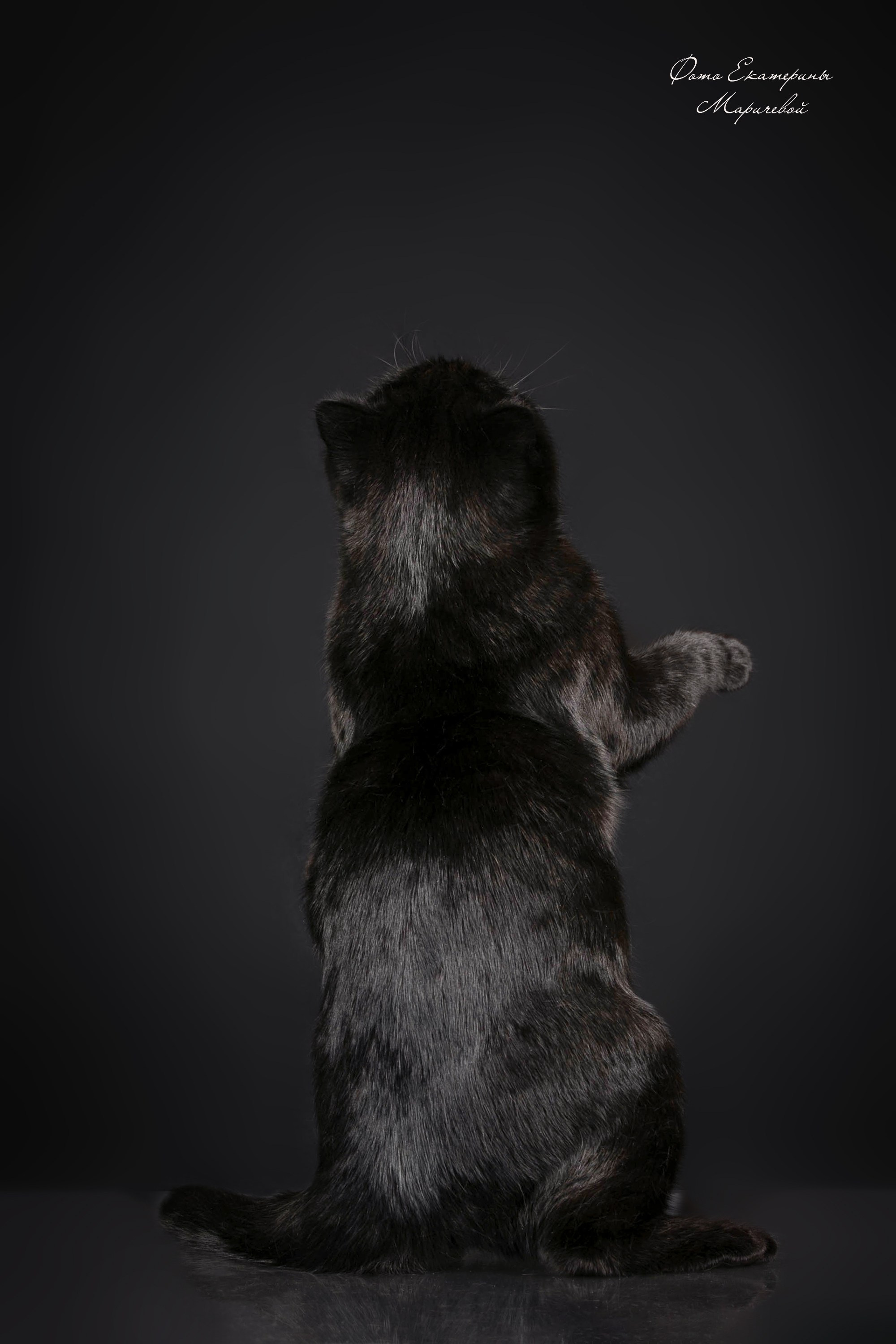 Фоны чёрный, белый, серый. Фотограф-анималист в Омске Екатерина Маричева