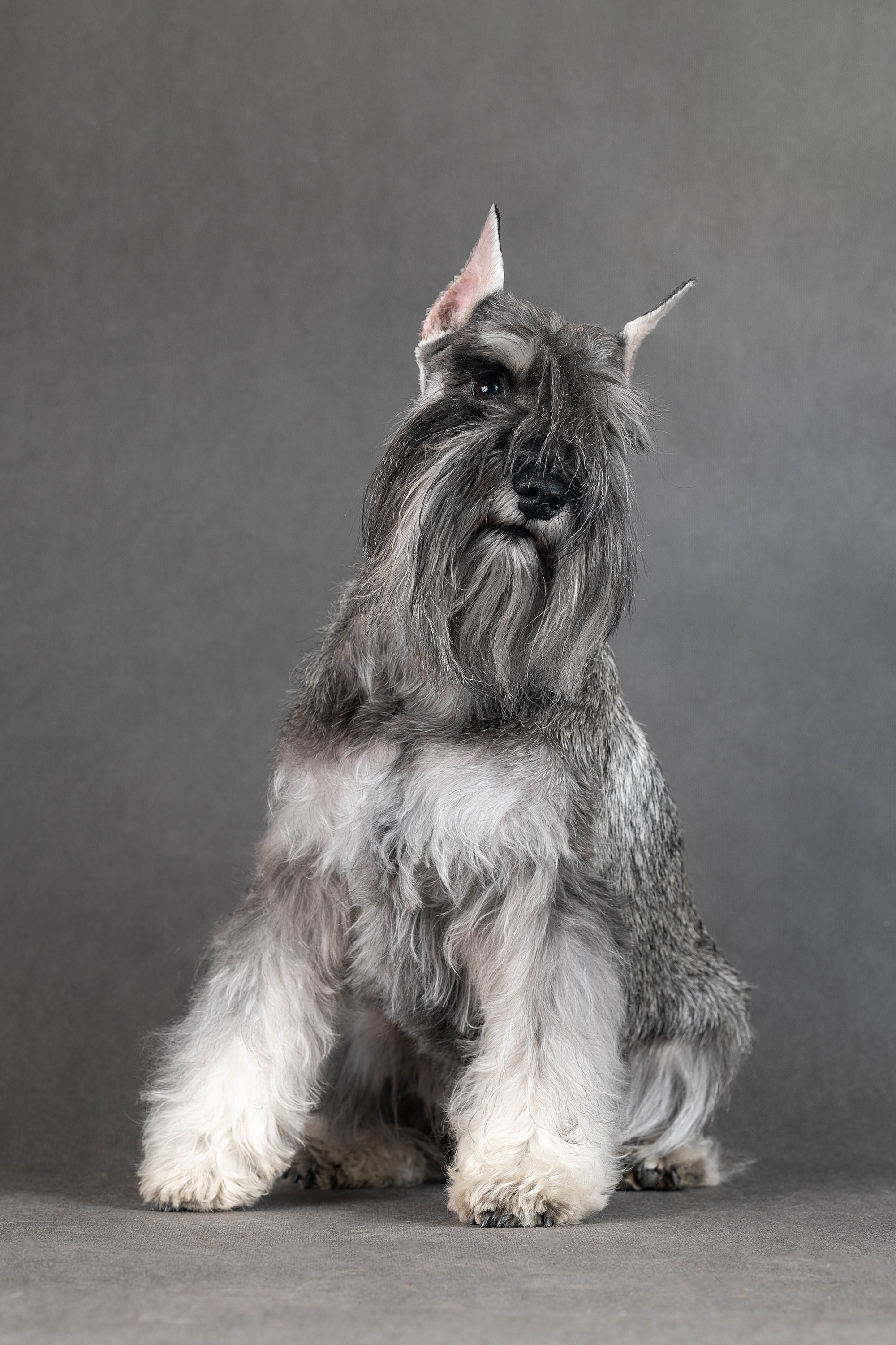 Фоны чёрный, белый, серый. Фотограф-анималист в Омске Екатерина Маричева