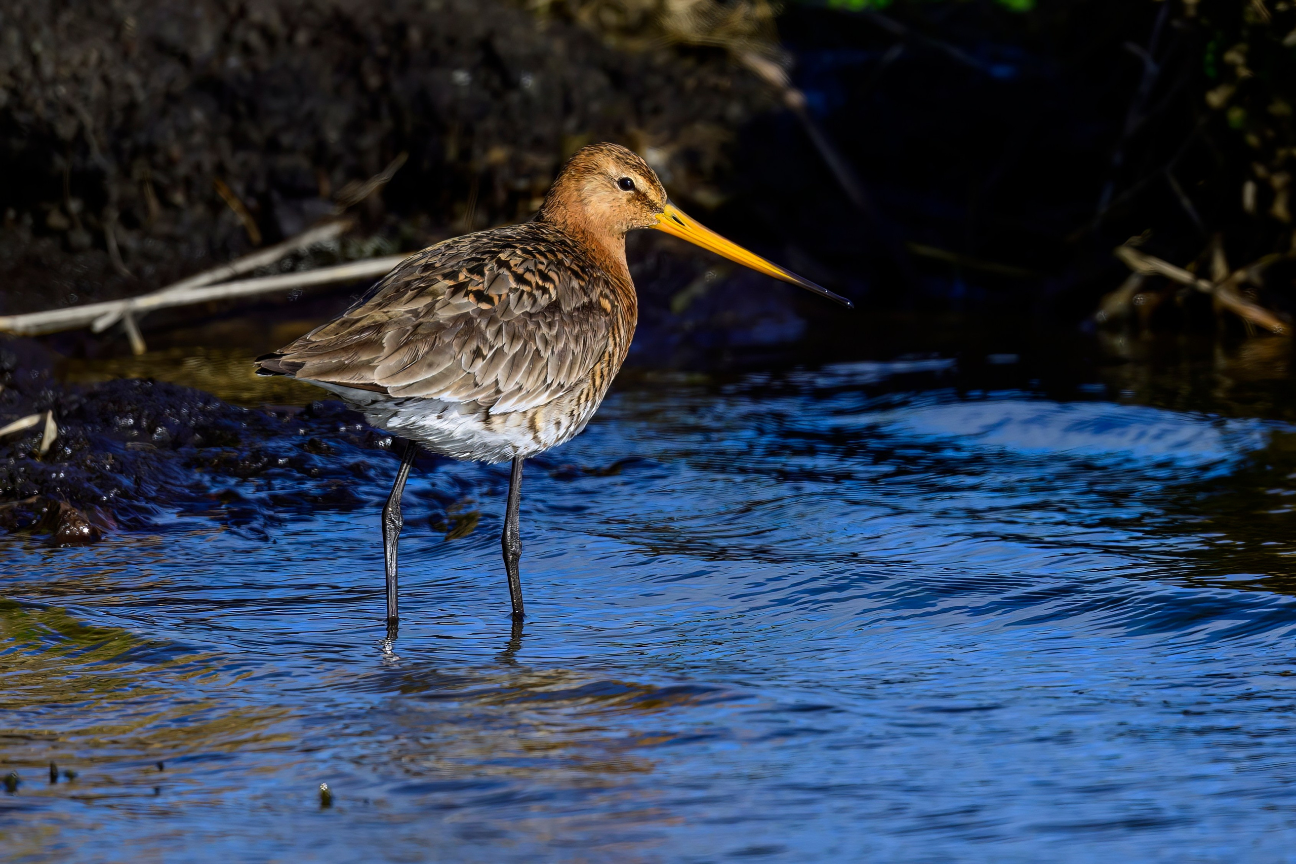 Веретенник. Фотограф Сергей Пупонин