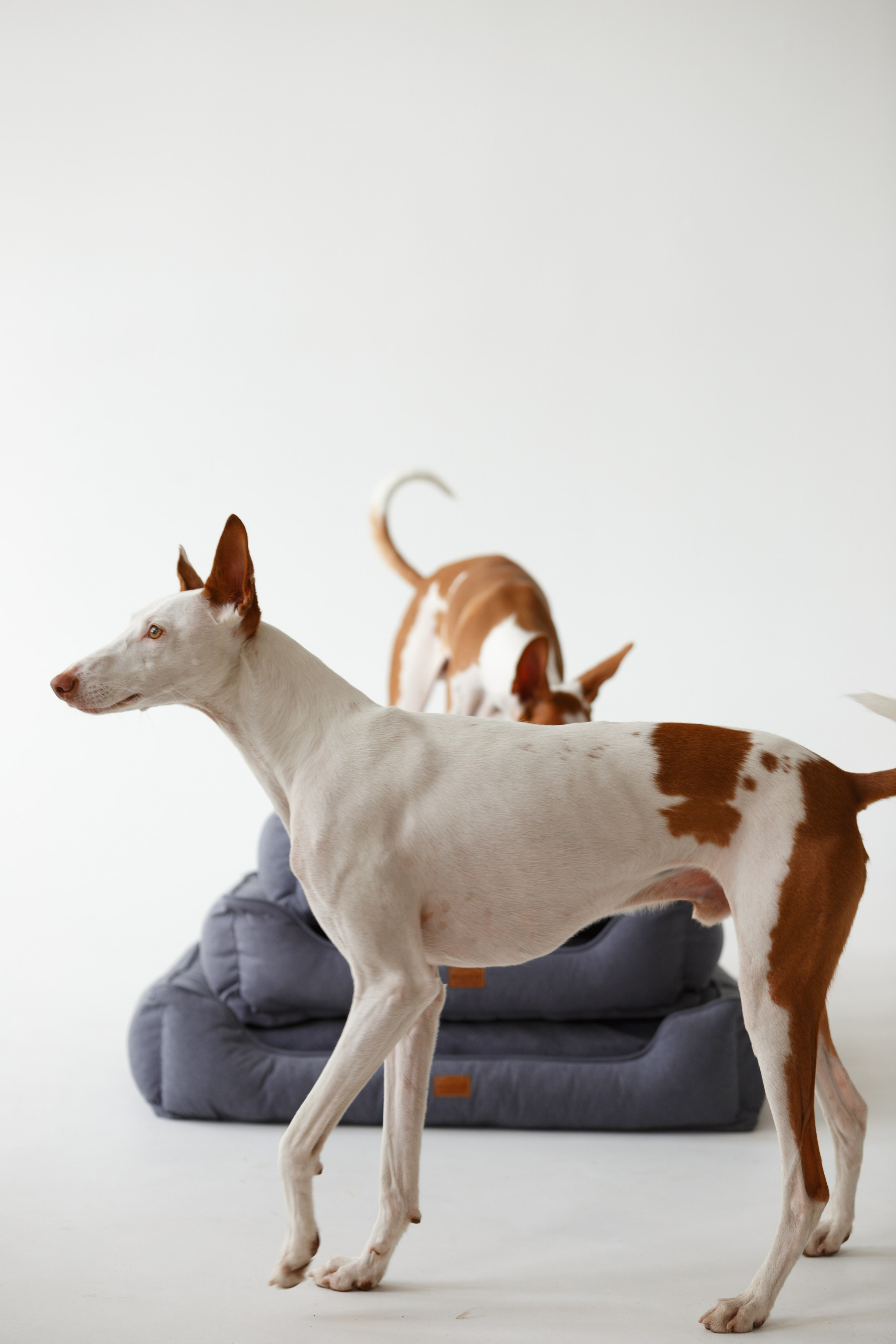 Boonwood Pets лежанки для животных. Фотограф анималист Кристина Карпова, Москва