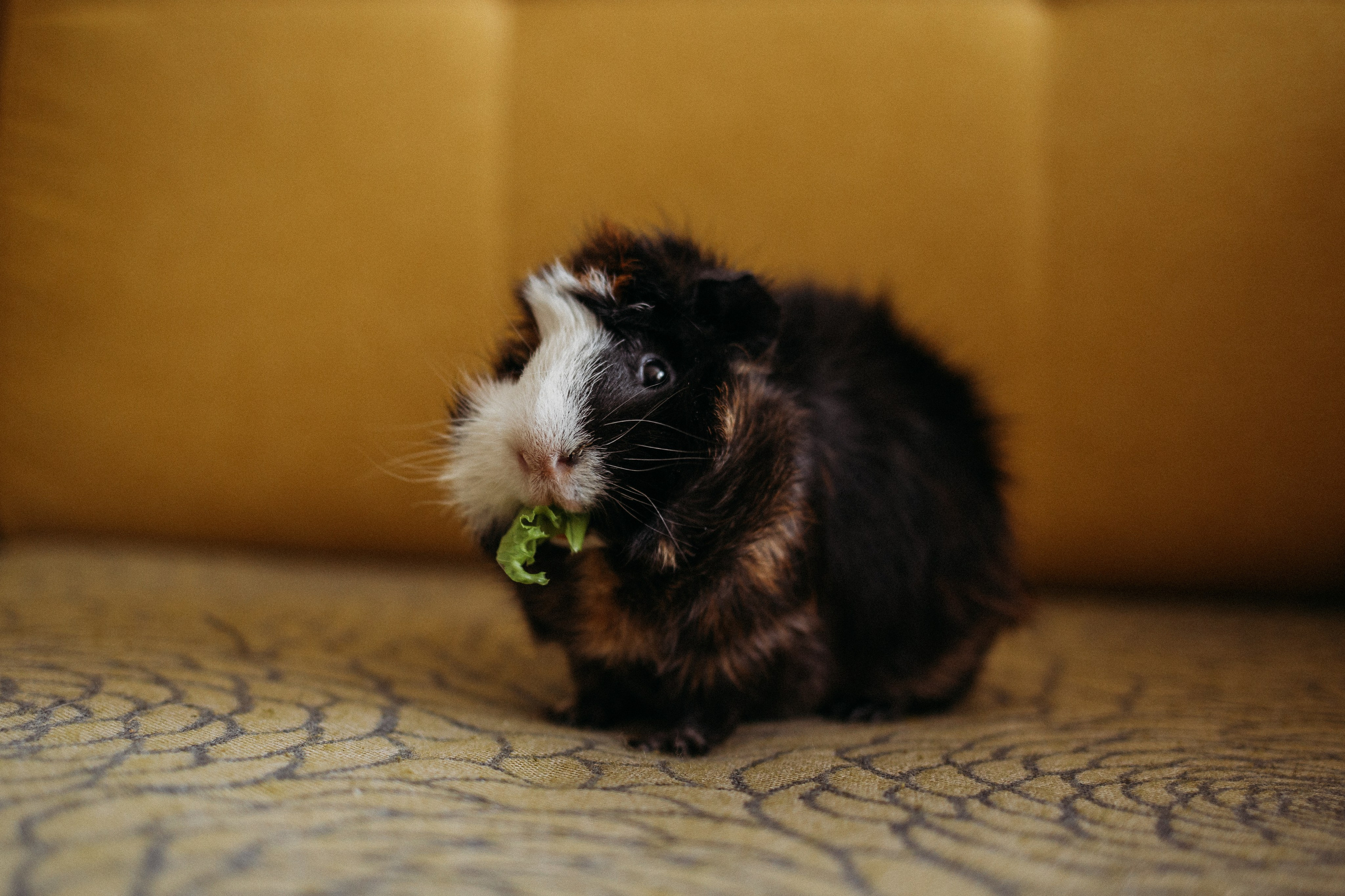 Ксюша, Жан и Марципан. Семейный фотограф в Самаре