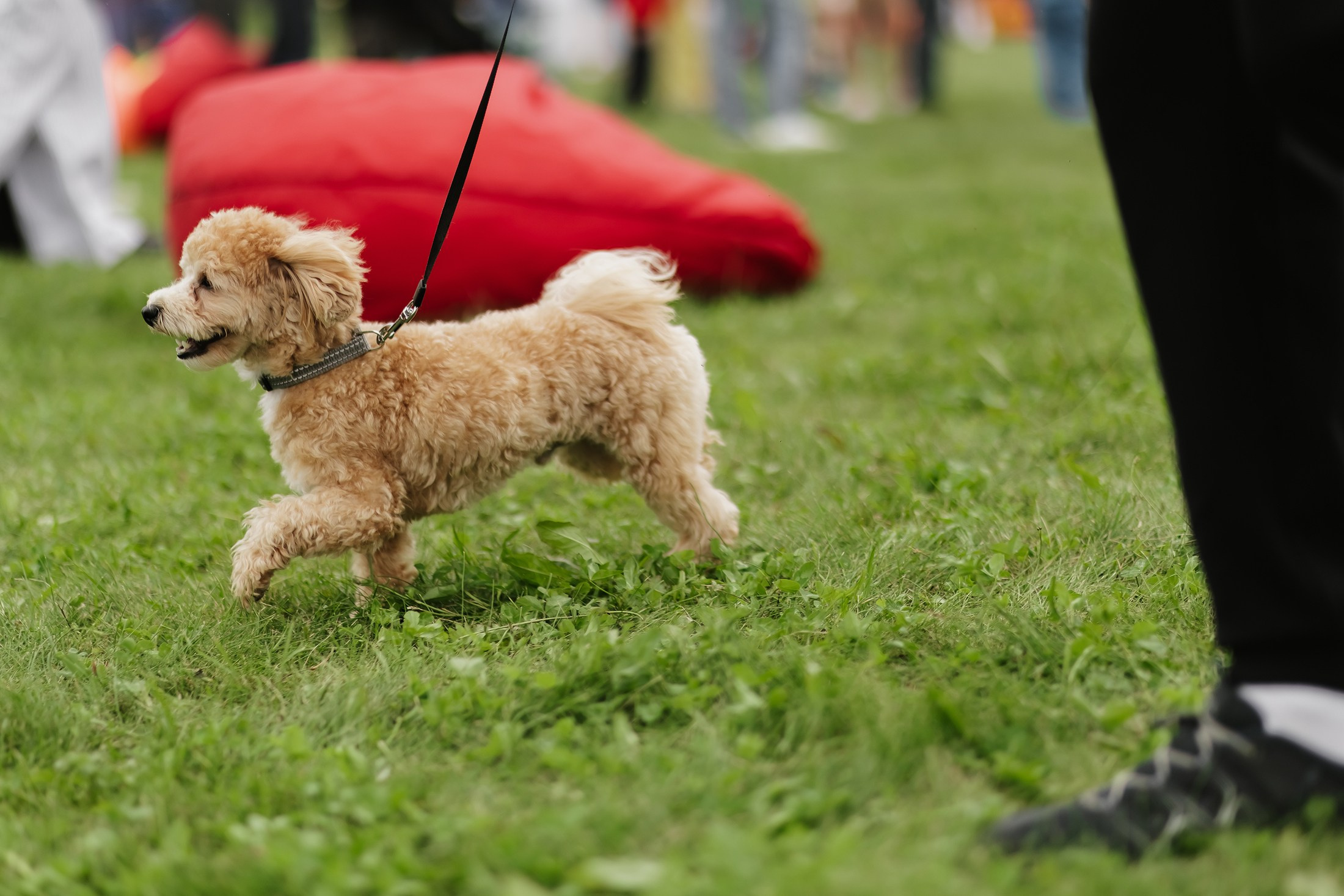 ATLANTS FAMILY DAY. Фотограф Москва Владимир Филин