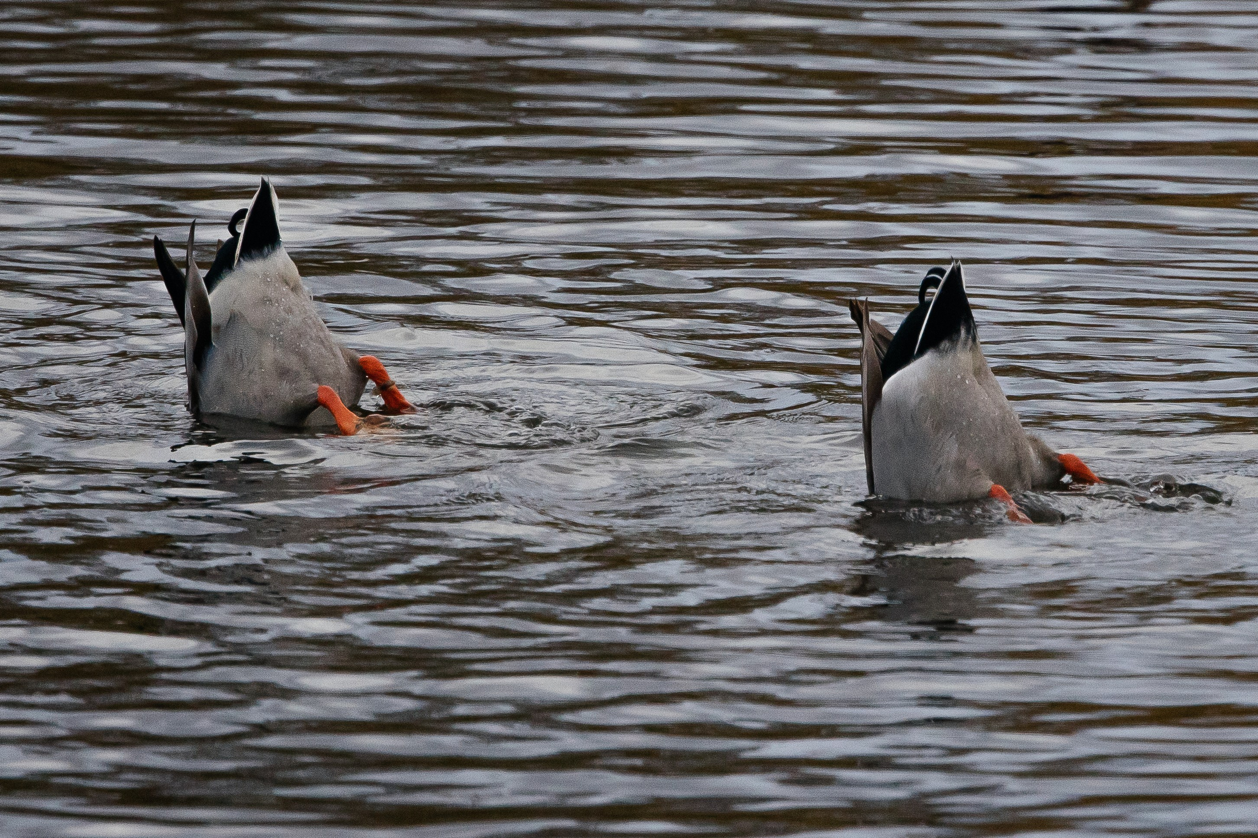 ПЕЙЗАЖ И ЛЮДИ. Саргылана Афанасьева
