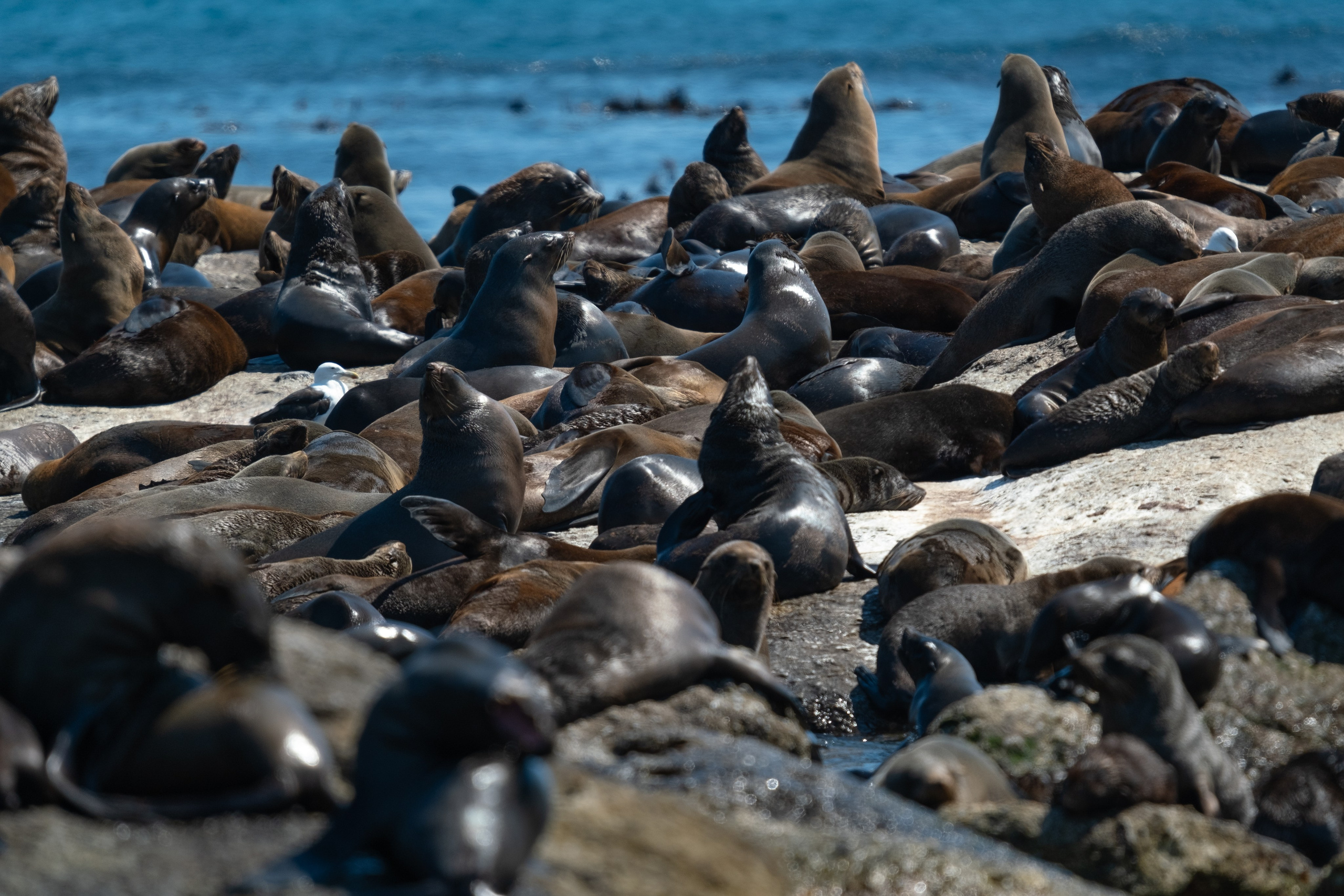Морские котики и закат. Фотографии из путешествий