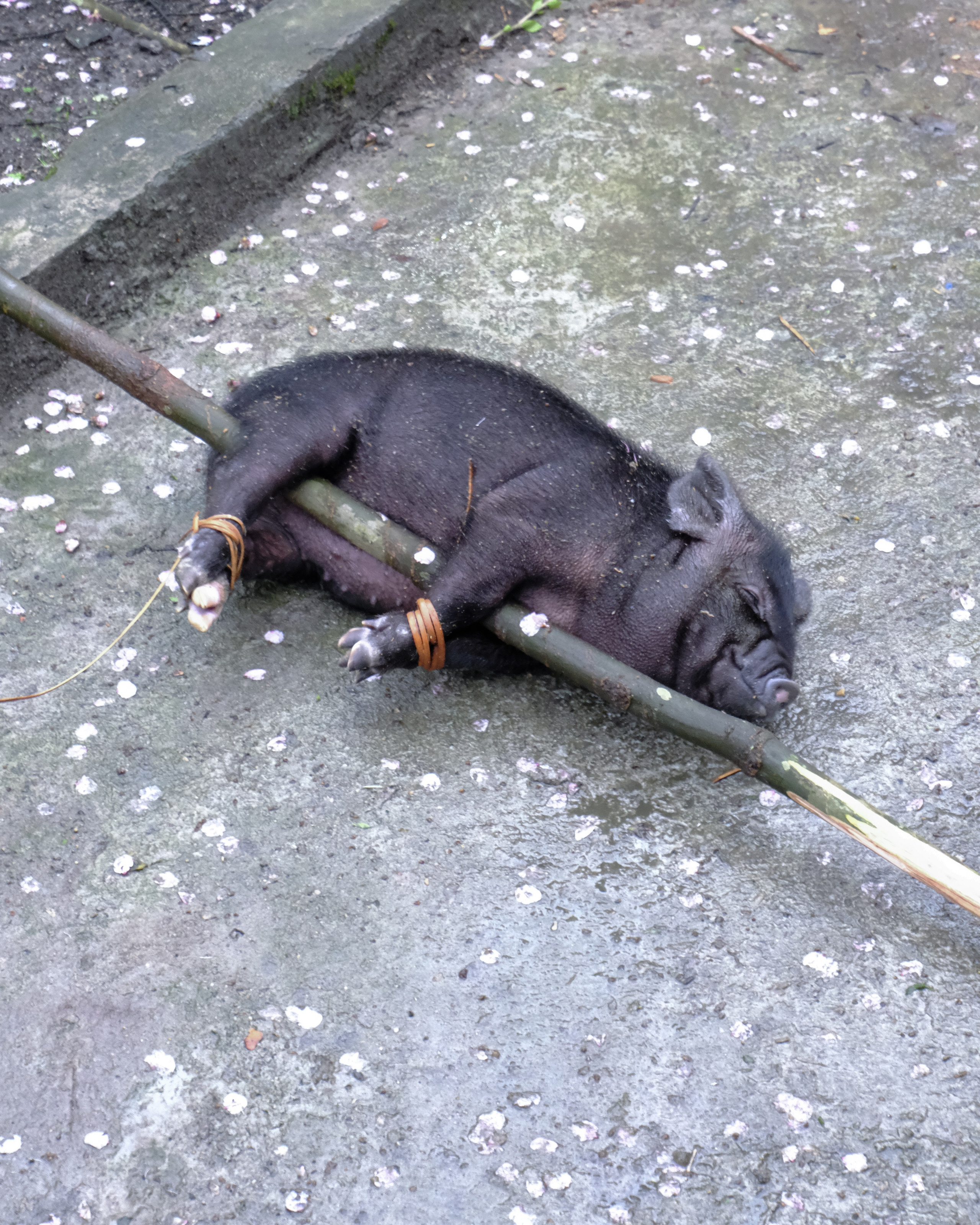 Жертвоприношение. Фотографии из путешествий