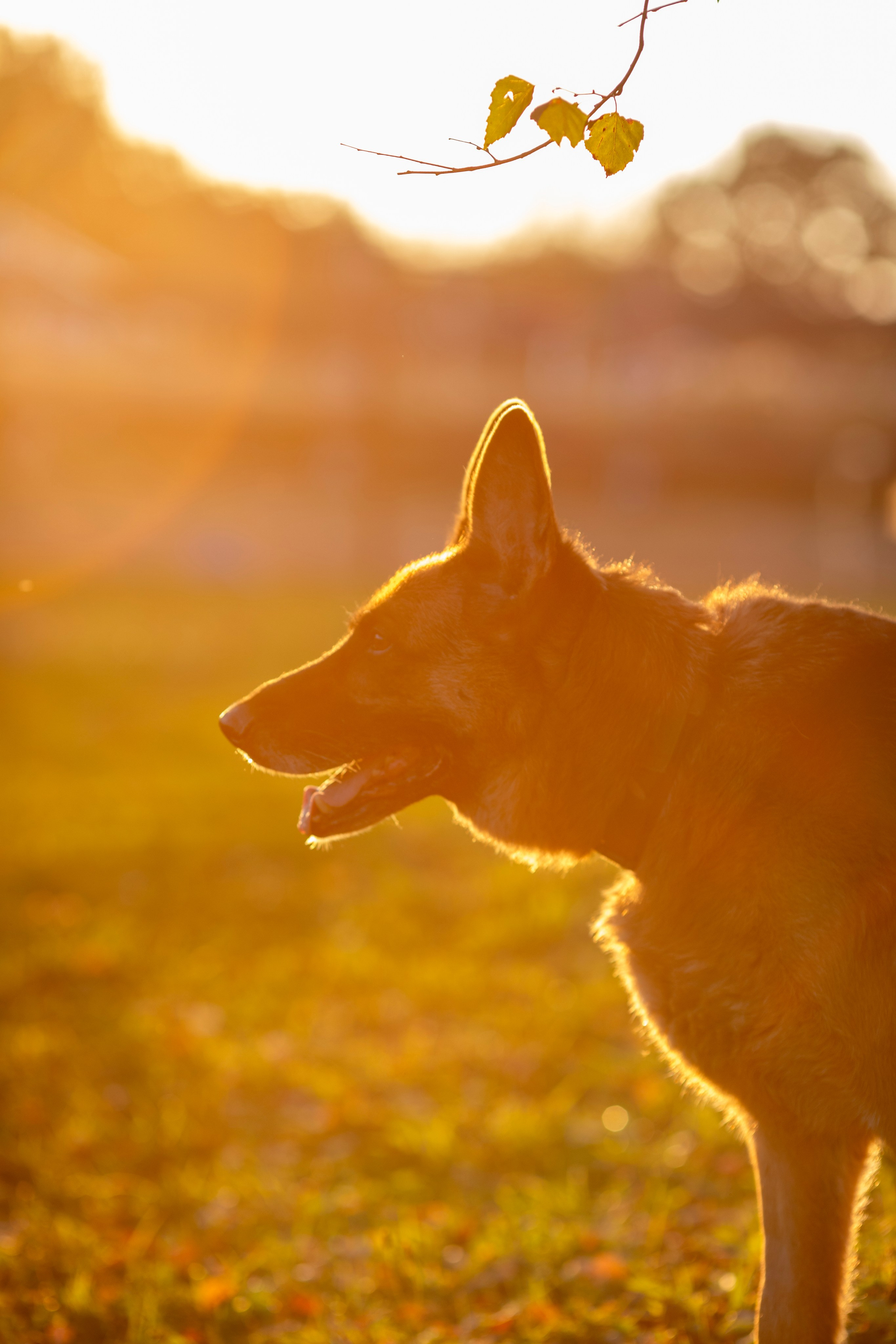 Животные. Фотограф в Москве и в Московской области Сандра