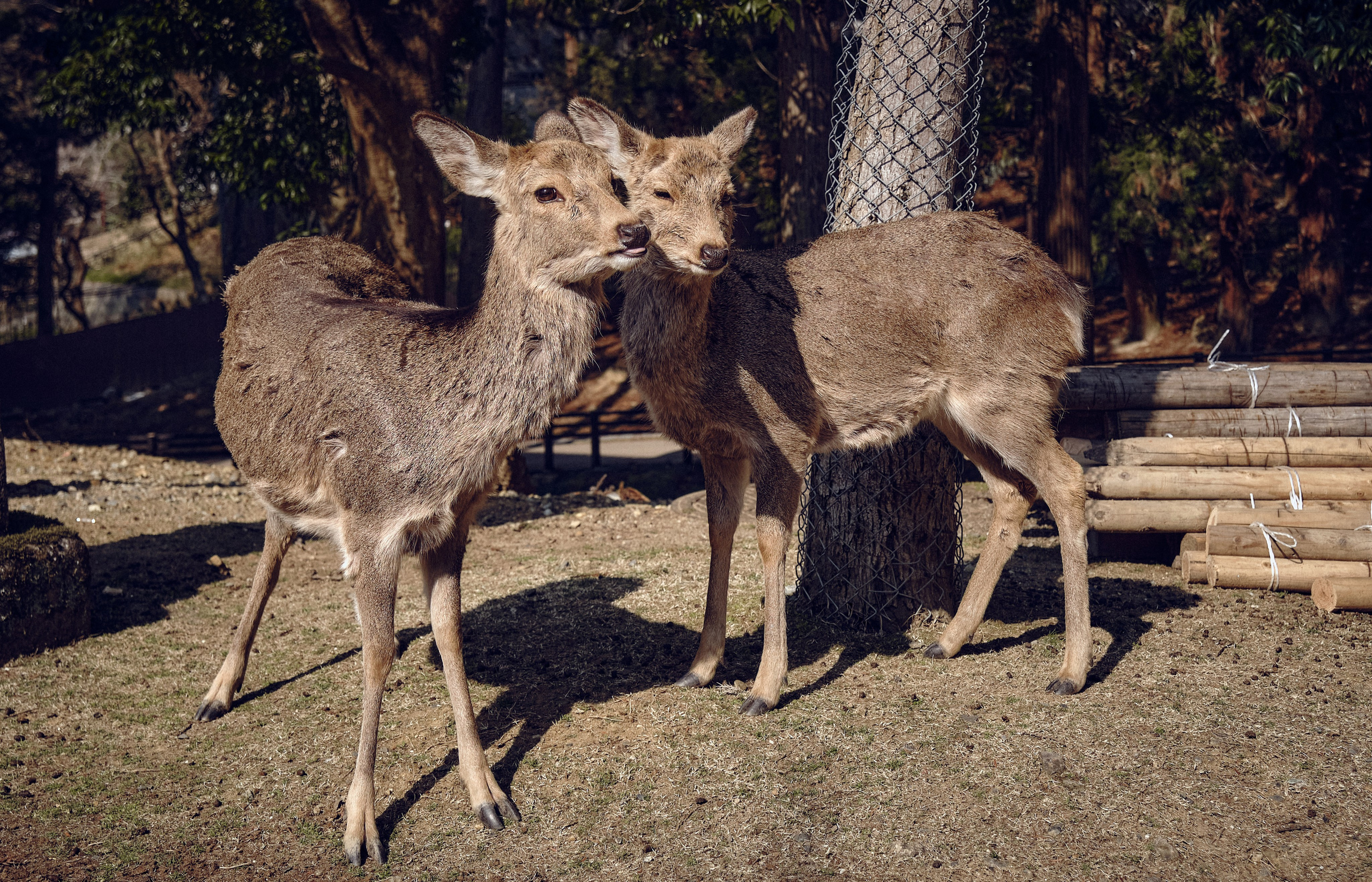 Japan / Osaka≫Kyoto≫Tokyo. Aleksandr Kobtsev