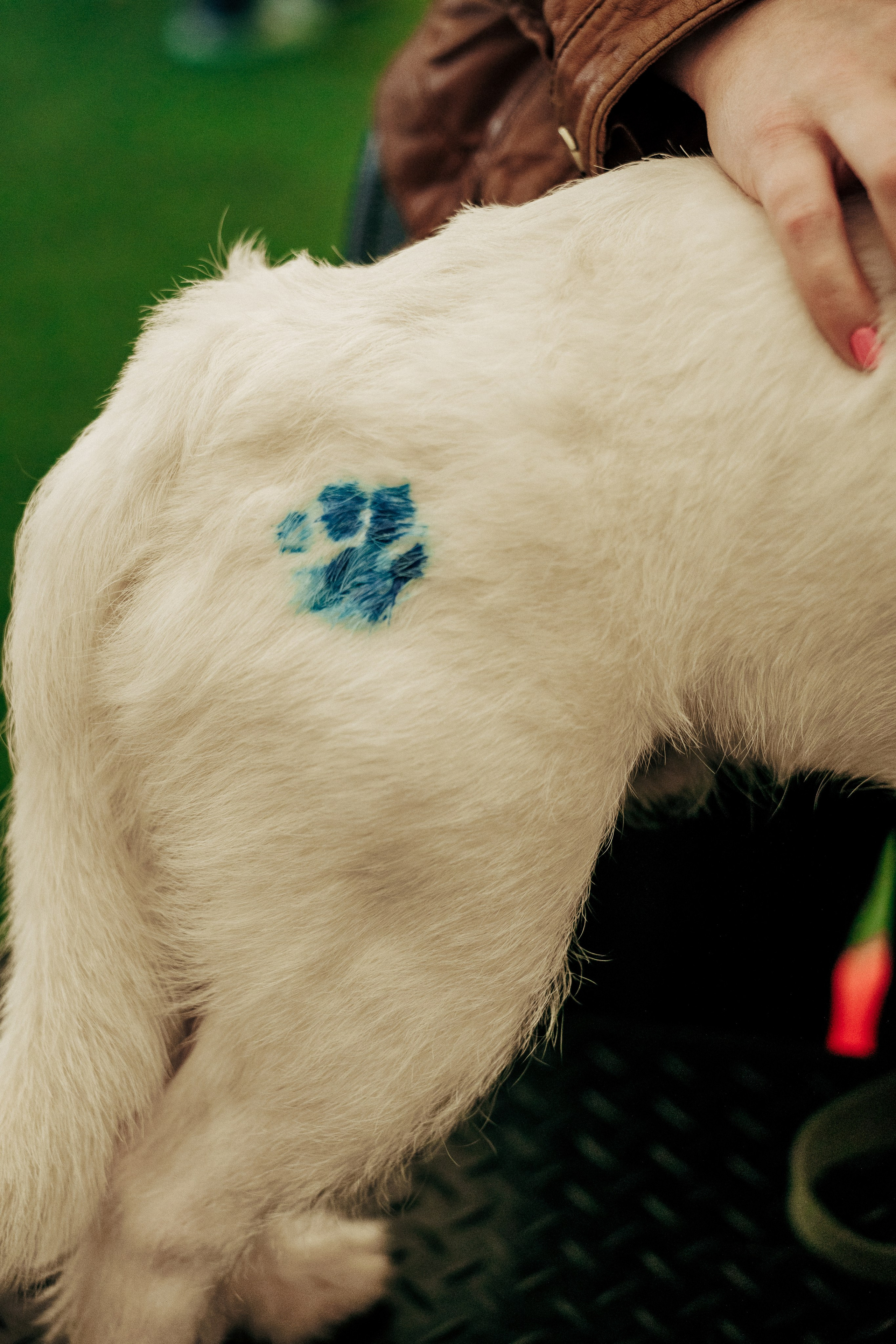 Репортажная фотосессия «День питомца-донора». Профессиональный фотограф в Санкт-Петербурге Александр Волосенцев