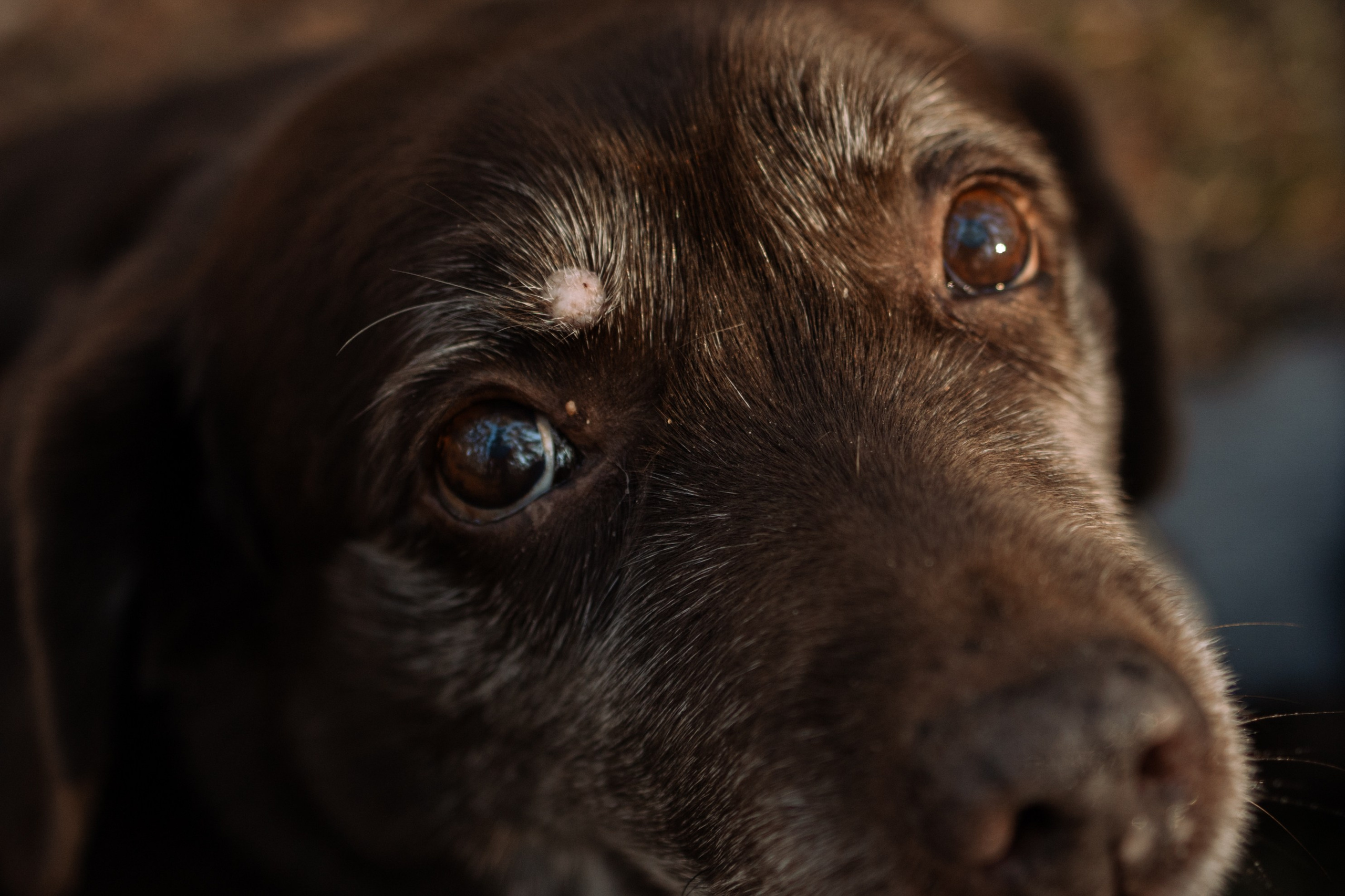 Оля и Питоня. Фотограф — Анималист | Санкт-Петербург