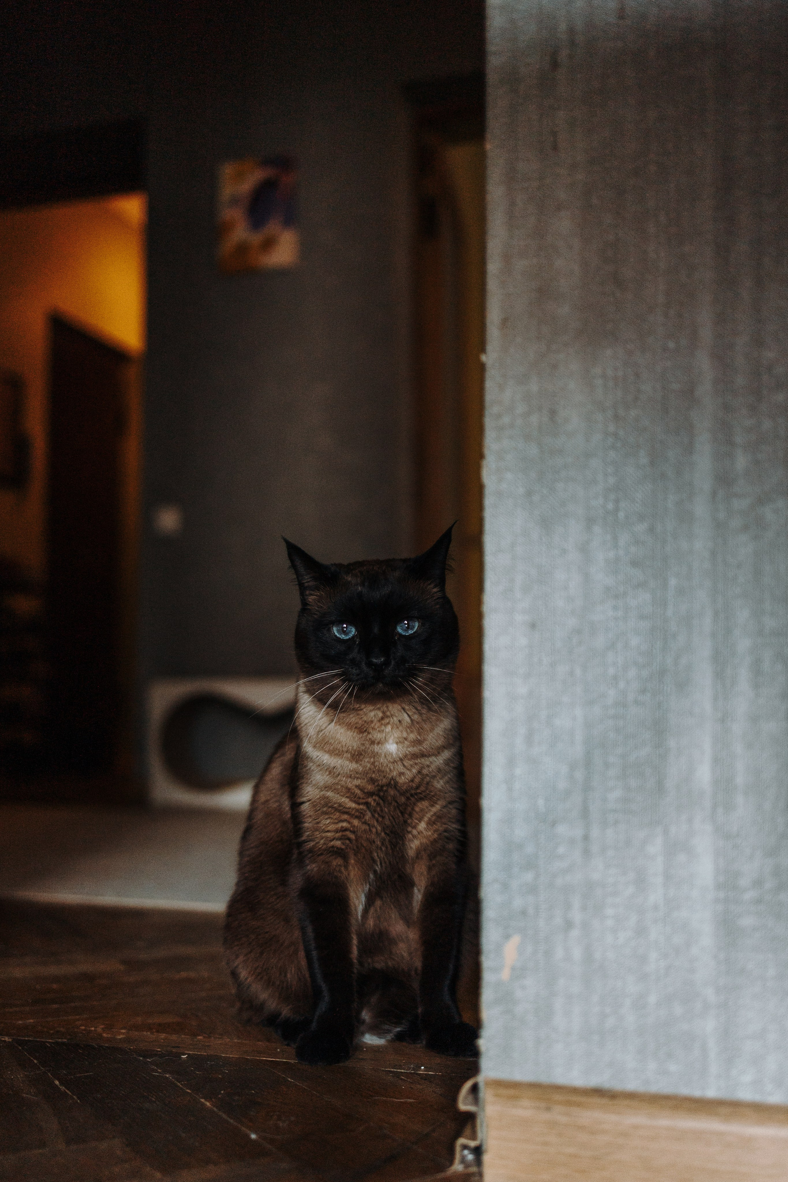 Саша и ее хвосты. Фотограф — Анималист | Санкт-Петербург