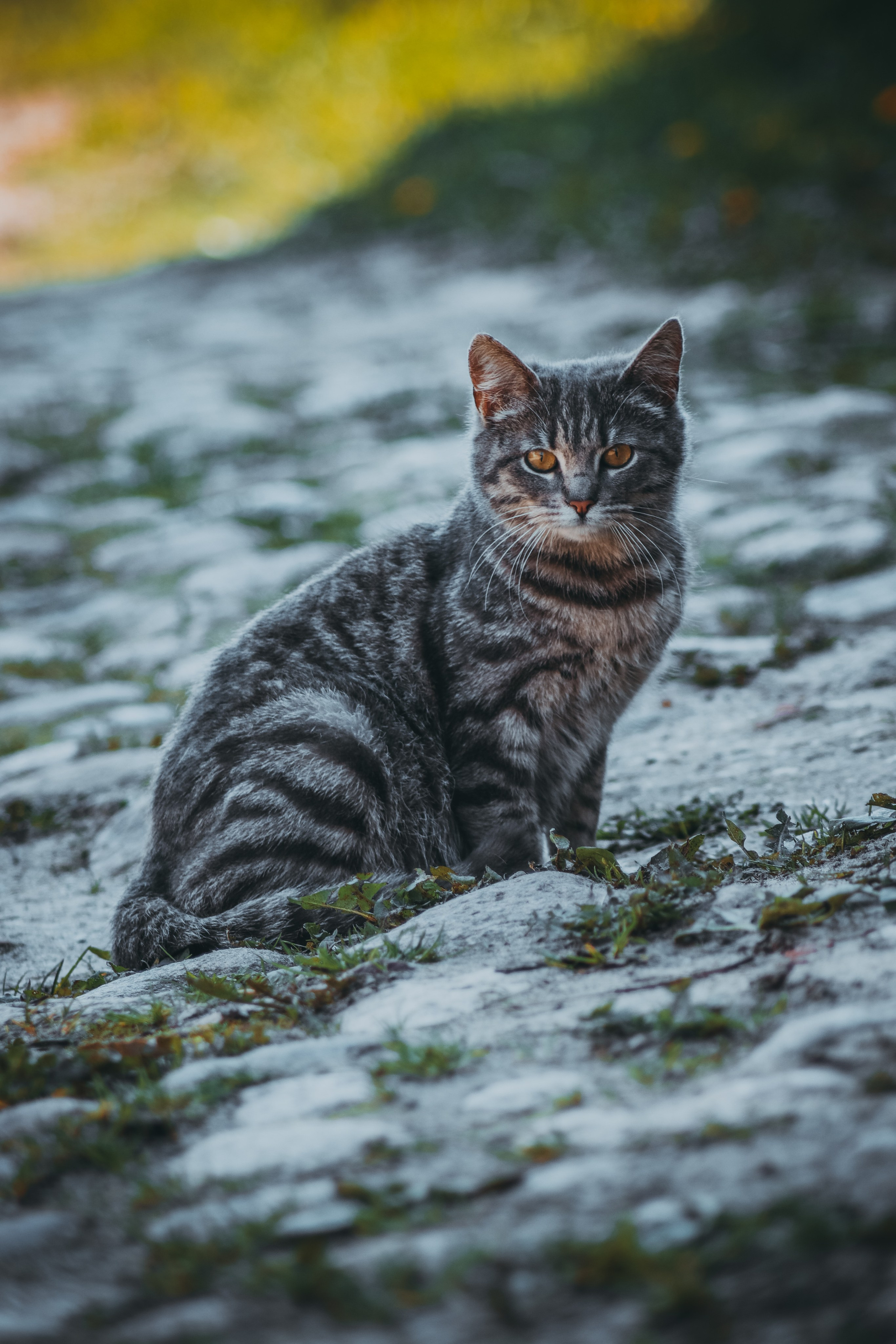 Р А З Н Ы Е — К О Т Ы. — Digital Noise —