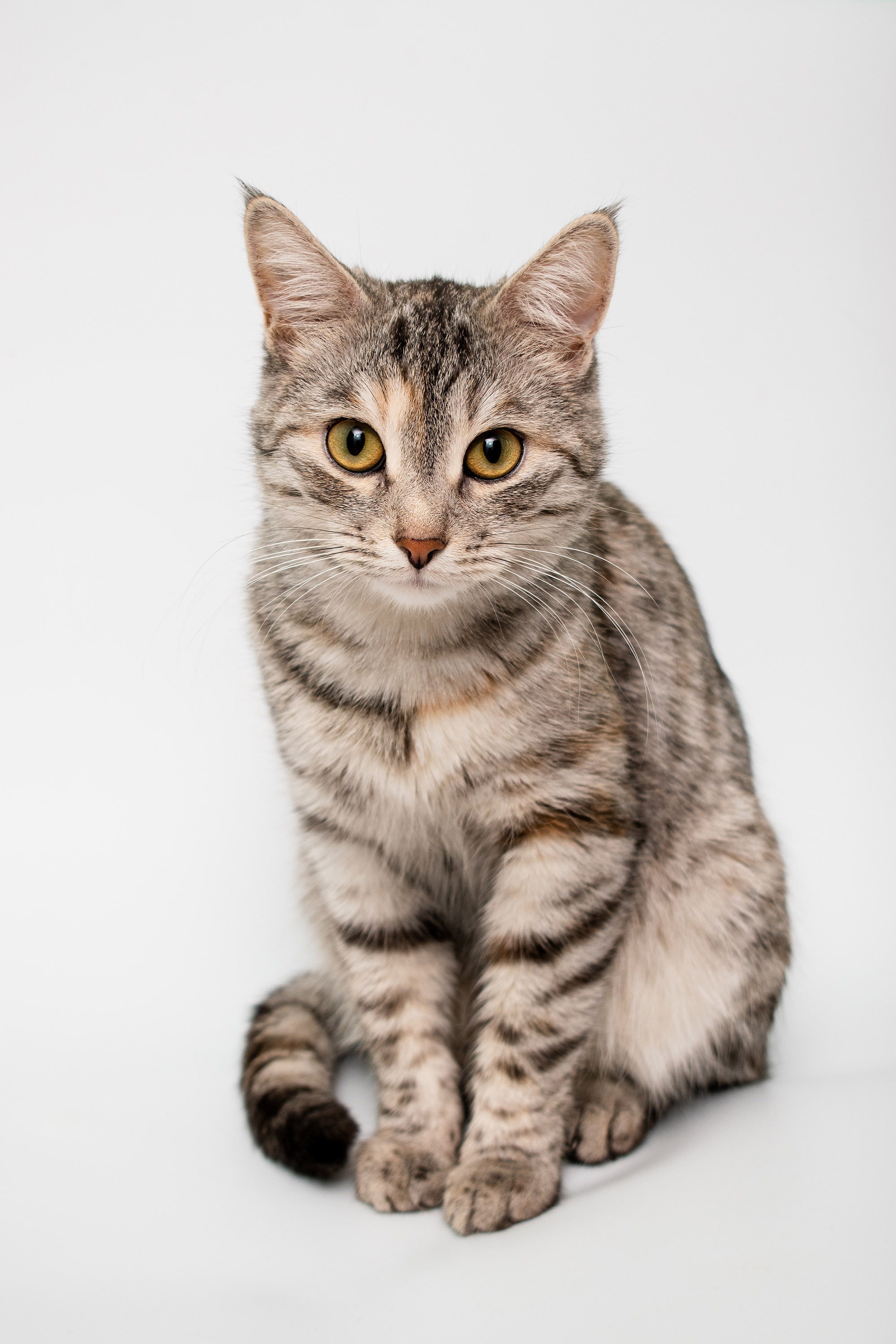 Фото кошки на ветпаспорт