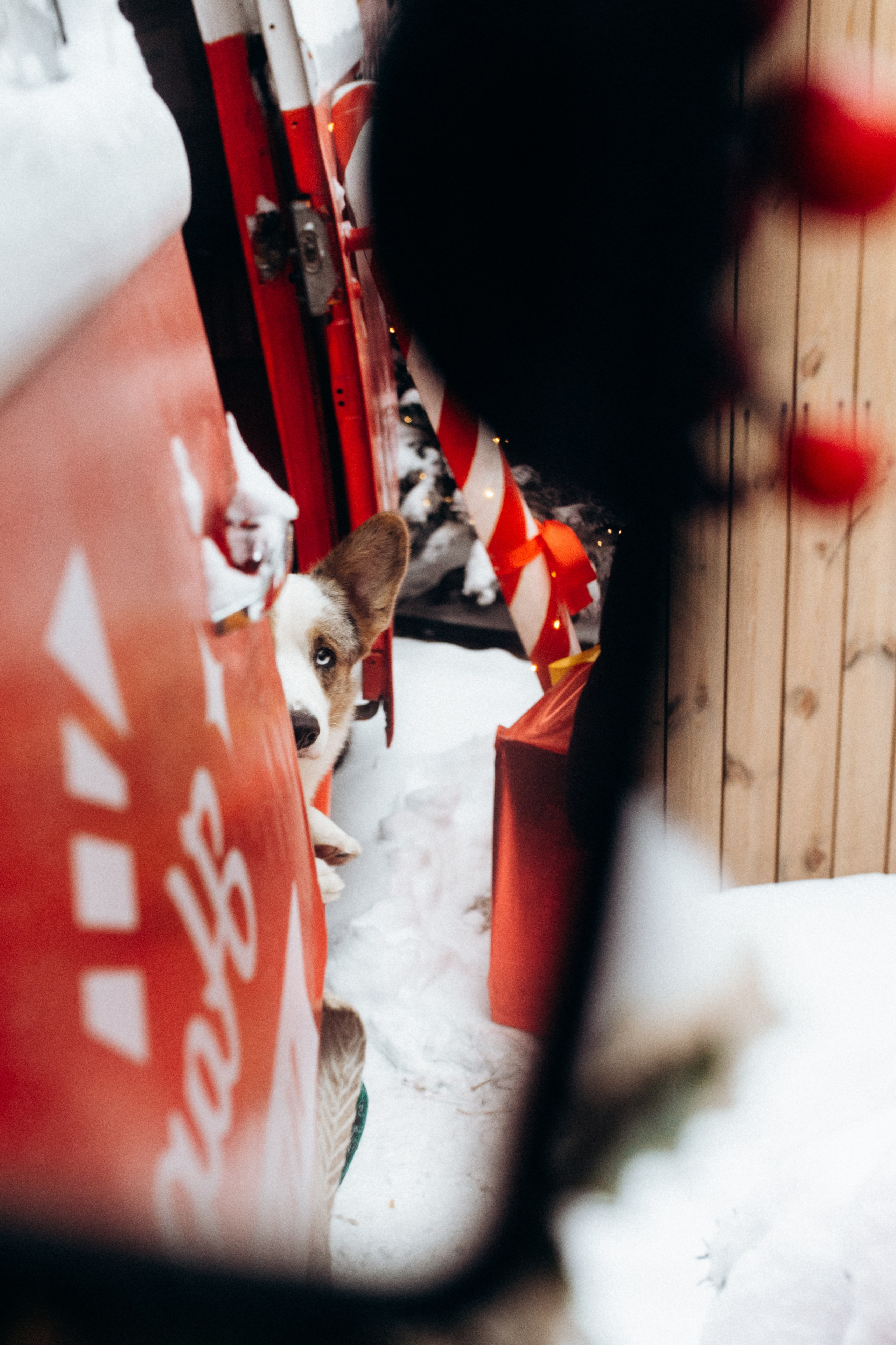 Маша и Дэф. Фотограф анималист в Москве Ольга Агушева