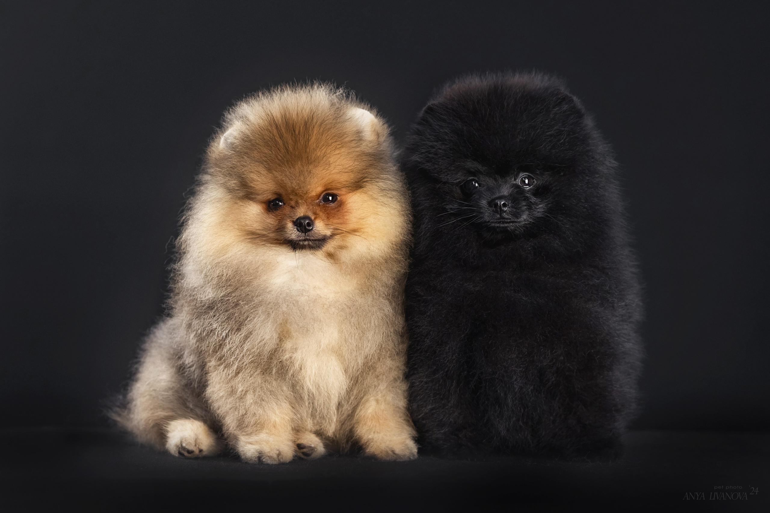 Шпицы. Фотограф анималист Аня Ливанова | Рыбинск